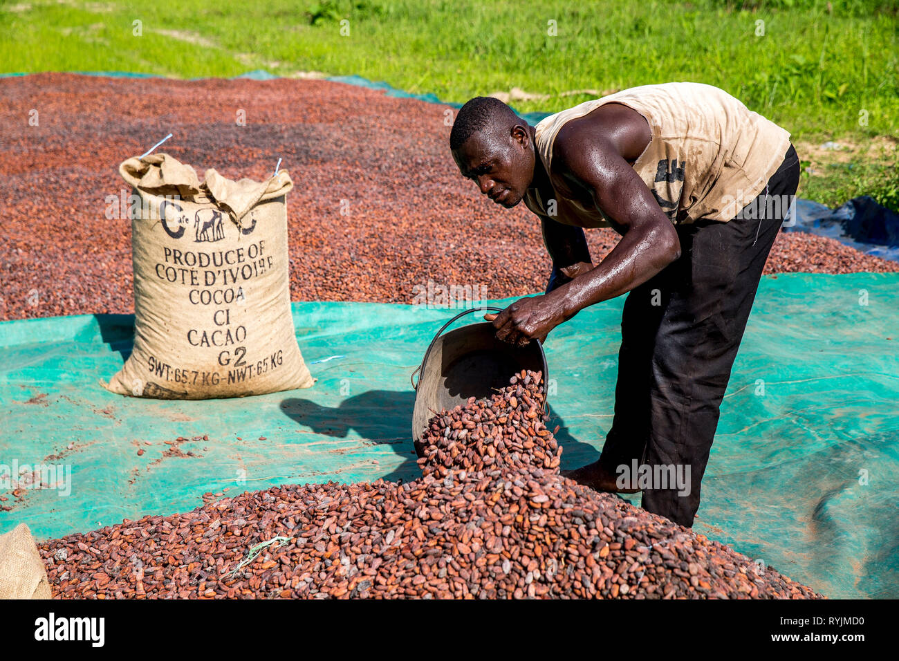 Cocoa bean drying in Agboville, Ivory Coast Stock Photo Alamy