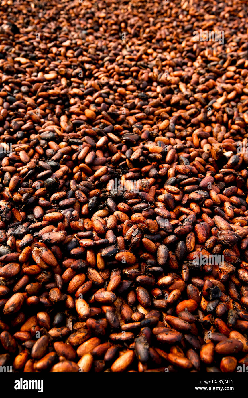 Cocoa drying near Agboville, Ivory Coast. Stock Photo