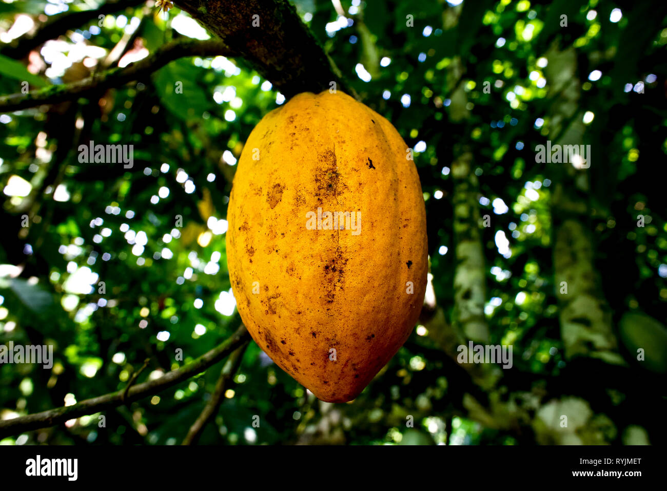 Cocoa plantation near Agboville, Ivory Coast. Ripe pod. Stock Photo