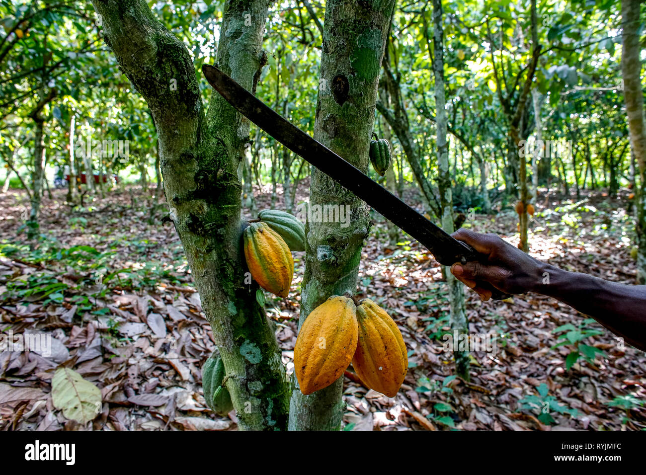 Cocoa harvest in a plantation near Agboville, Ivory Coast. Stock Photo