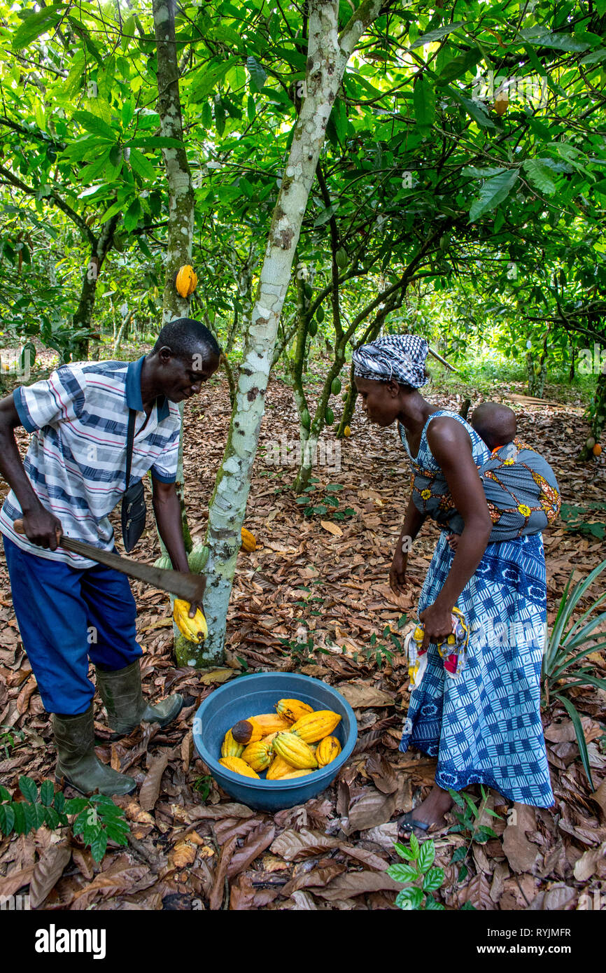 Cocoa planters harvesting in their plantation near Agboville, Ivory Coast. Stock Photo