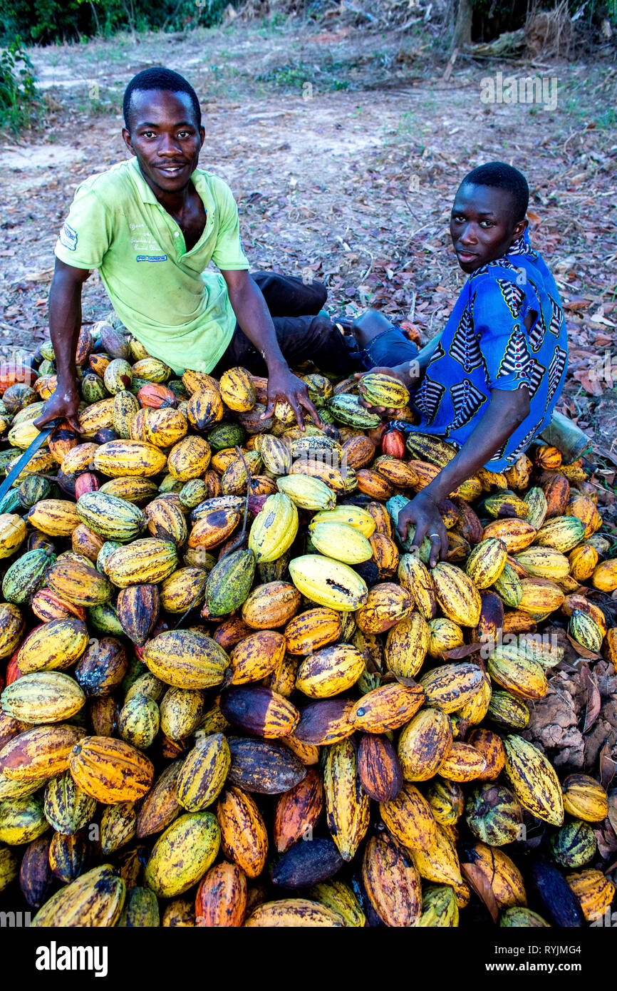 Cocoa planters sitting on pods near Agboville, Ivory Coast. Stock Photo