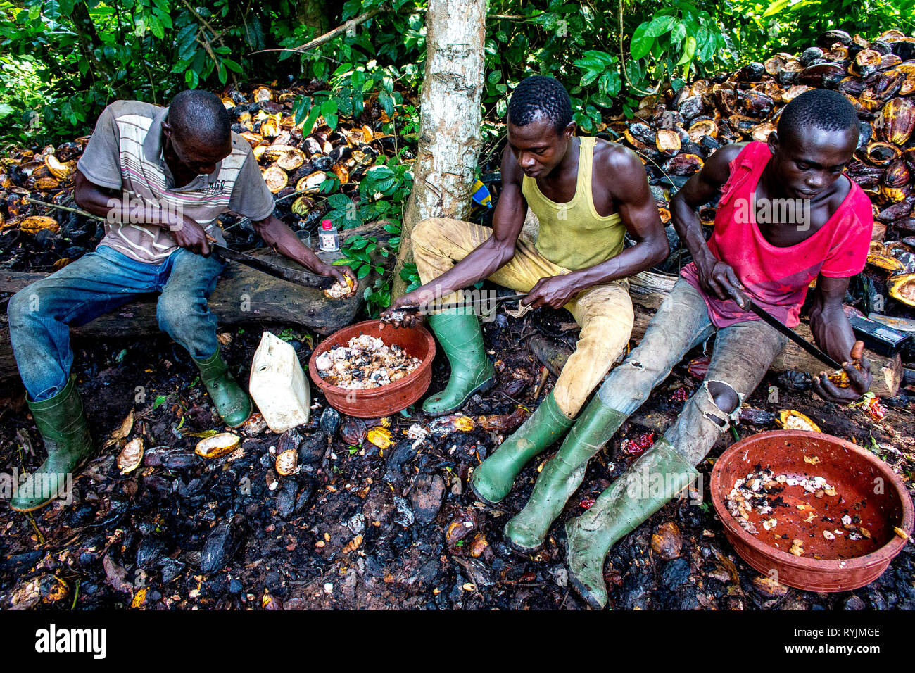 Cocoa planters opening pods near Agboville, Ivory Coast. Stock Photo