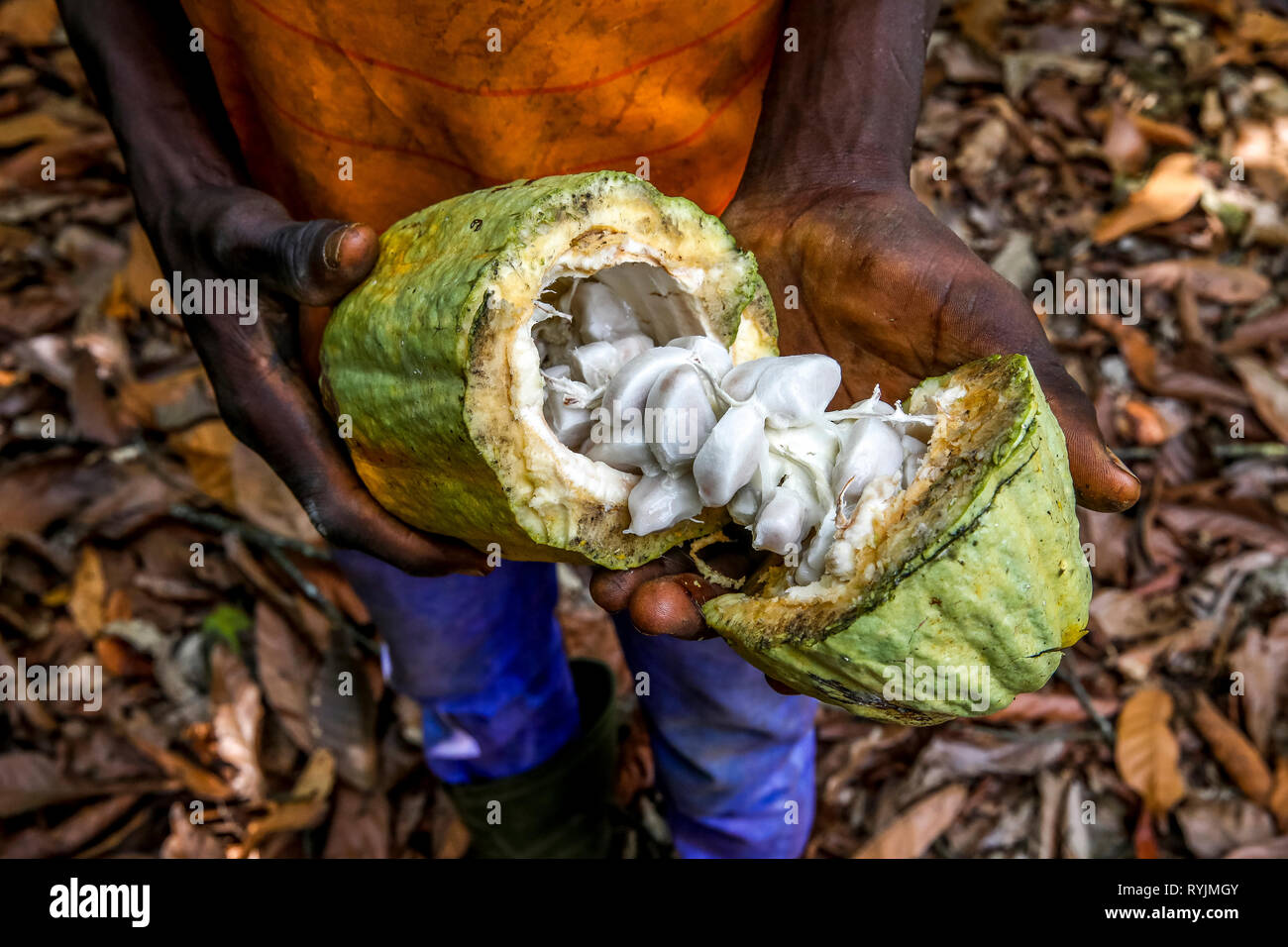 Young cocoa plantation worker  opening a pod in Guezon, Ivory Coast. Stock Photo