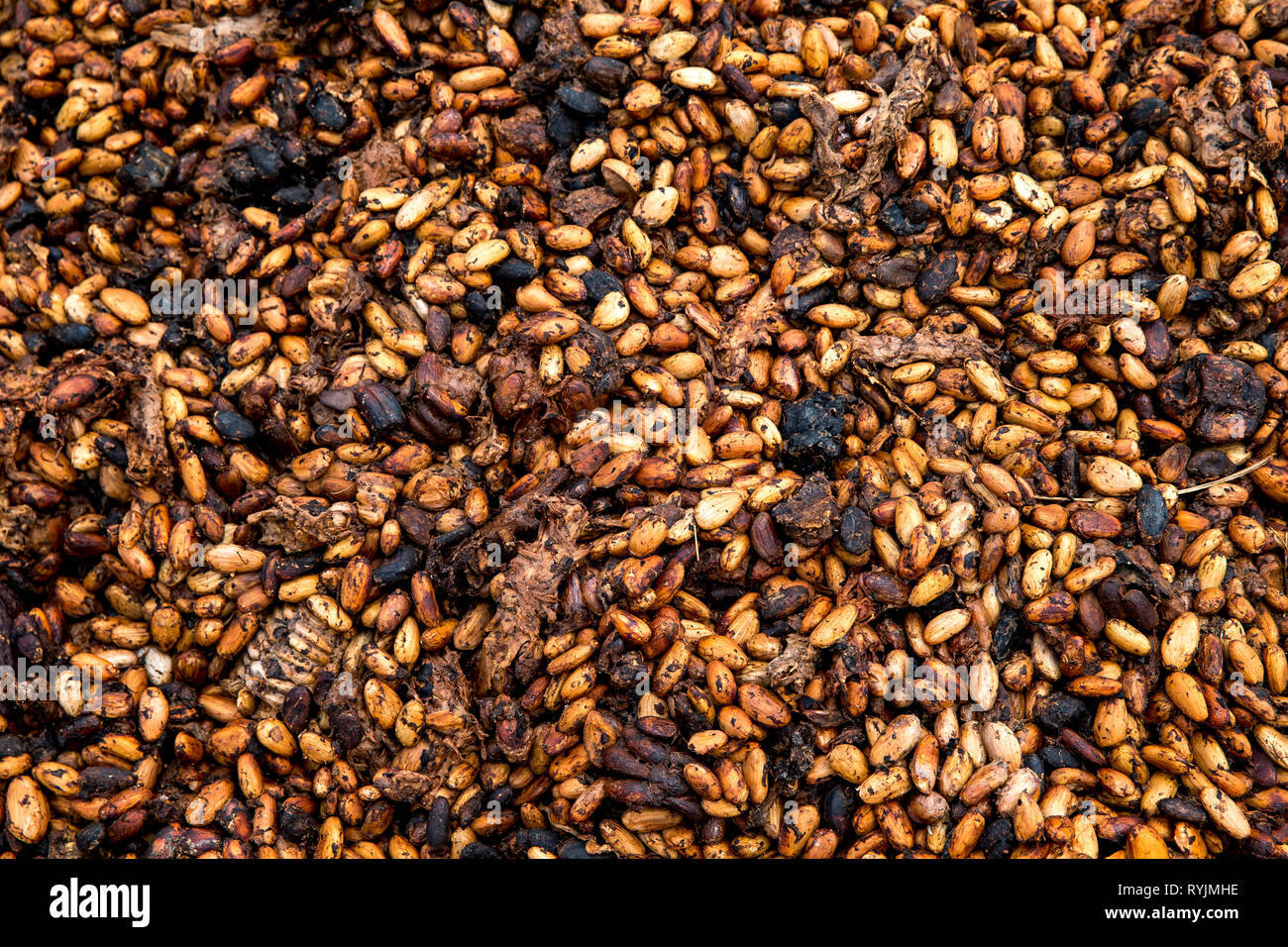 Cocoa bean drying in Guezon, Ivory Coast. Stock Photo