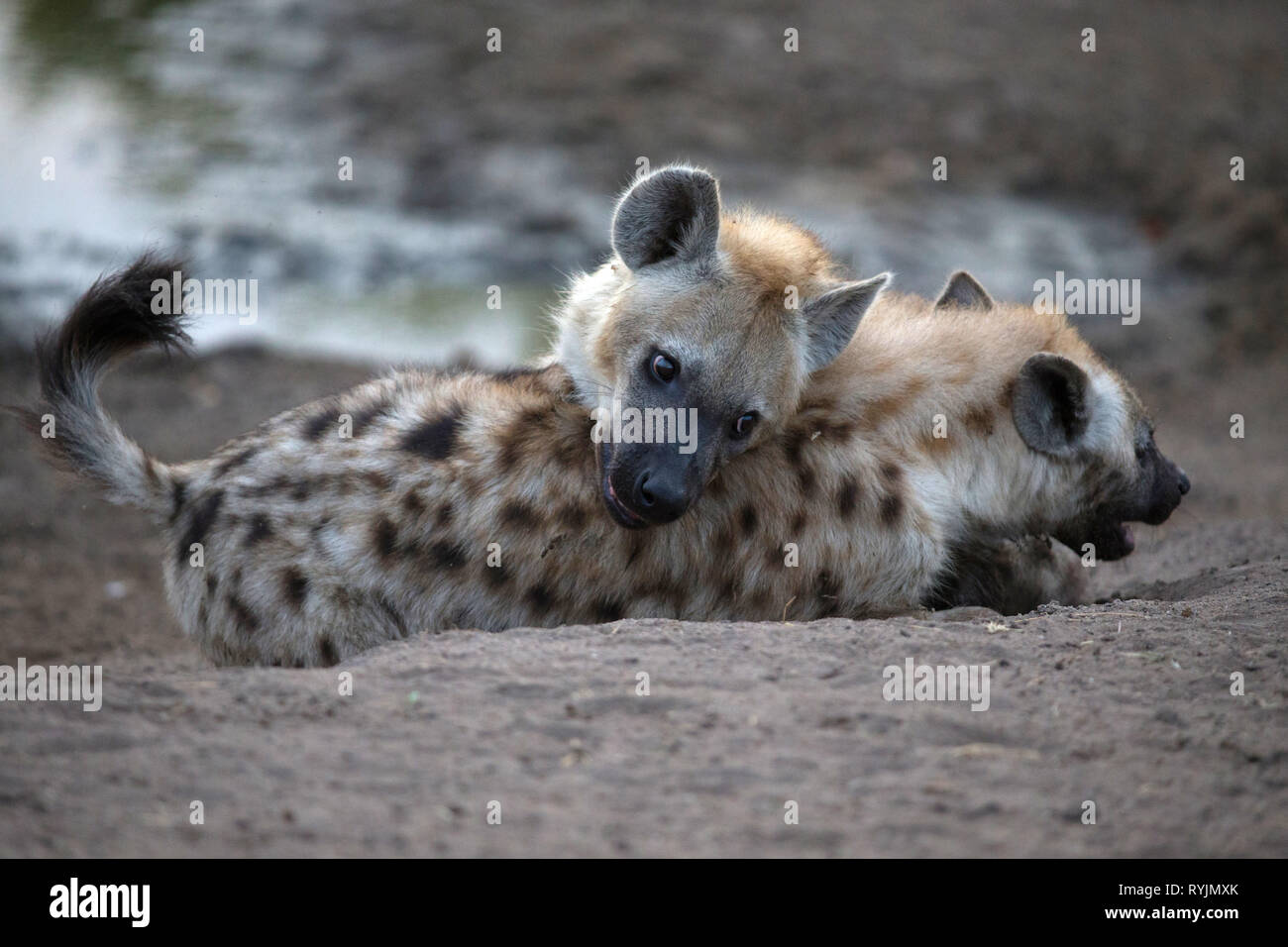 Spotted hyenas, ( Crocuta crocuta ).   Kruger National Park. South-Africa. Stock Photo