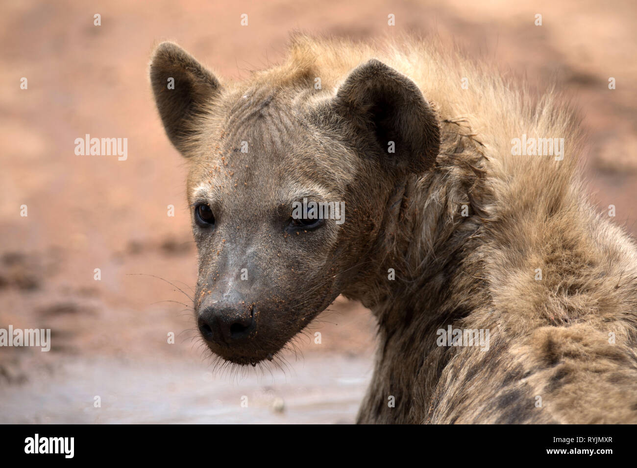 Spotted hyenas, ( Crocuta crocuta ).   Kruger National Park. South-Africa. Stock Photo