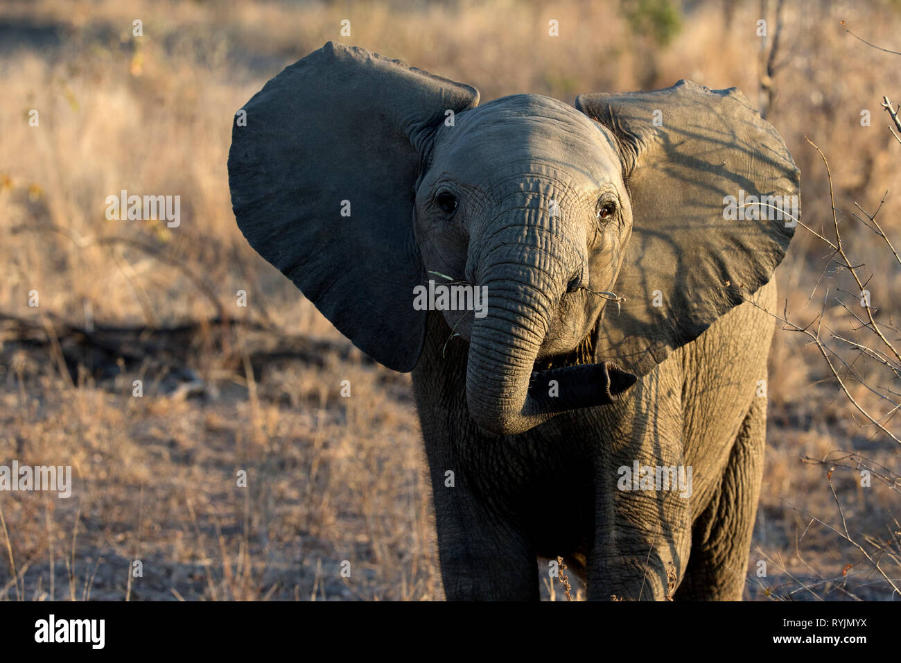 African Baby Elephant (Loxodonta africana). Kruger National Park. South-Africa. Stock Photo
