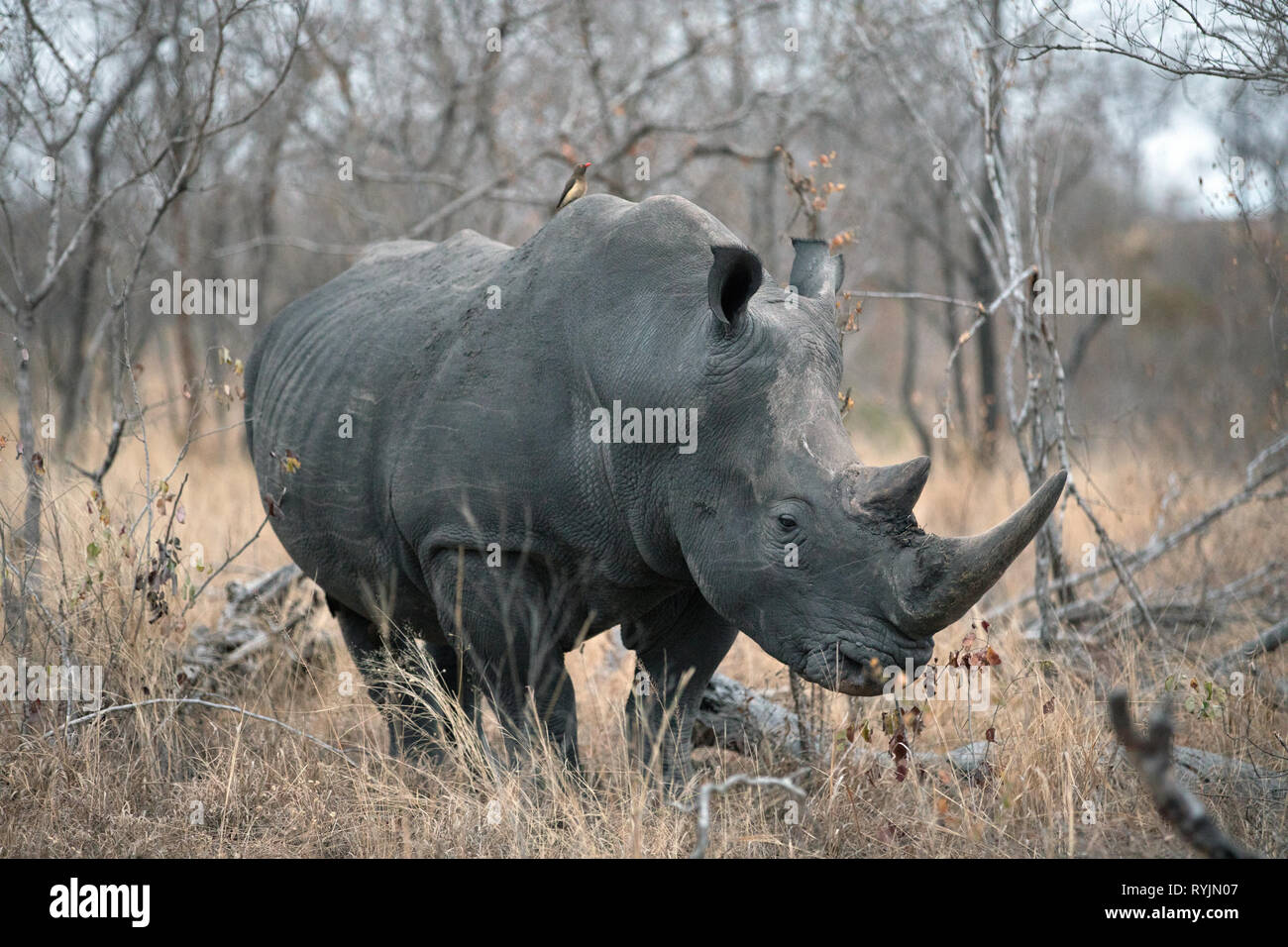 Rhinoceros ( Ceratotherium simum )in savanna.  Kruger National Park. South-Africa. Stock Photo