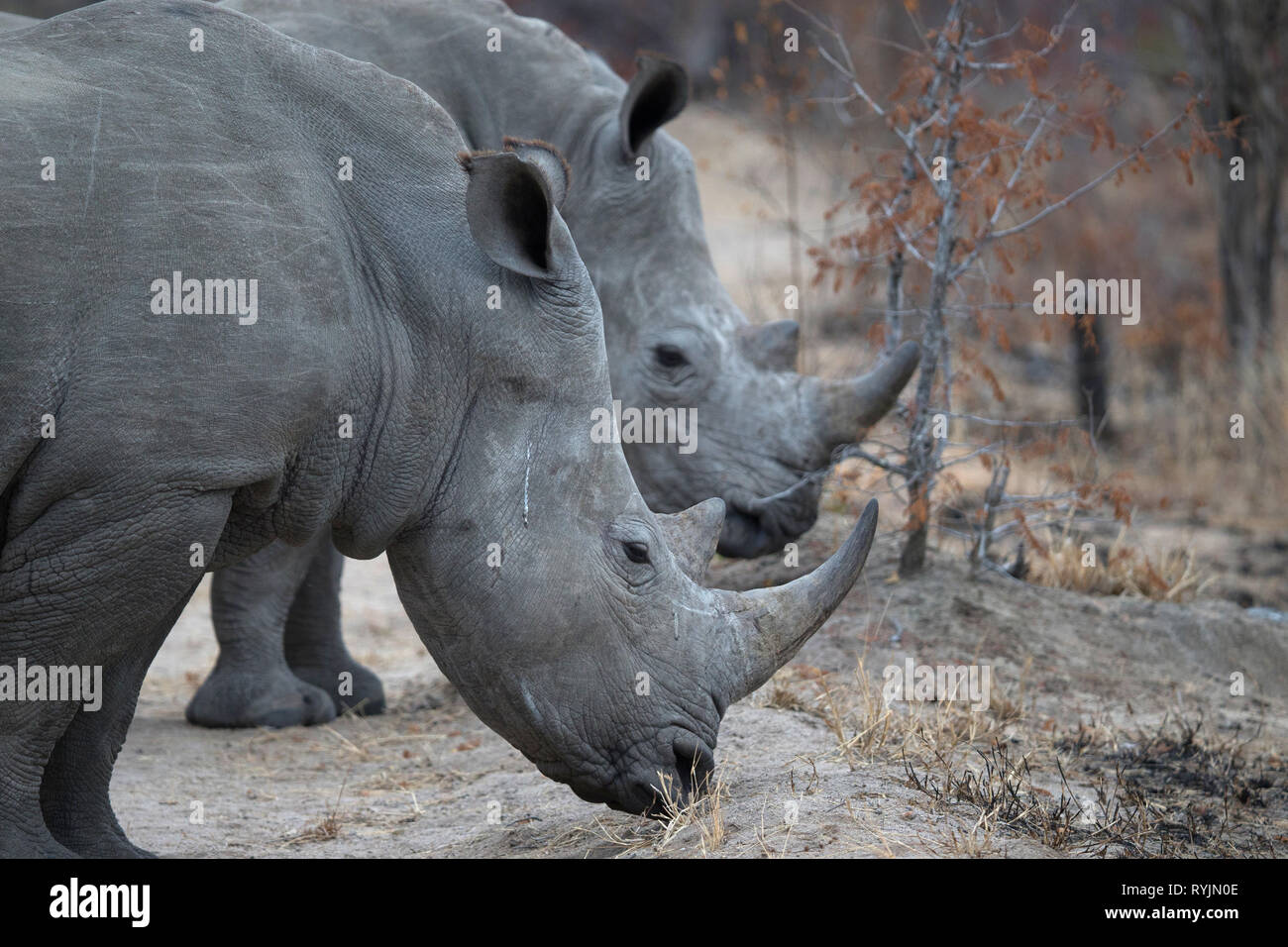 Rhinoceros ( Ceratotherium simum )in savanna.  Kruger National Park. South-Africa. Stock Photo