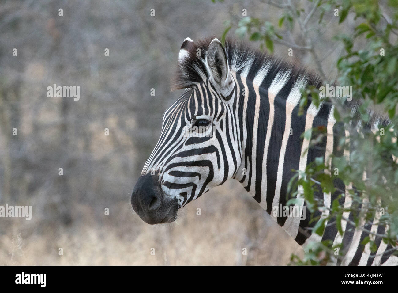 Zebra (Equus burchelli).   Kruger National Park. South-Africa. Stock Photo
