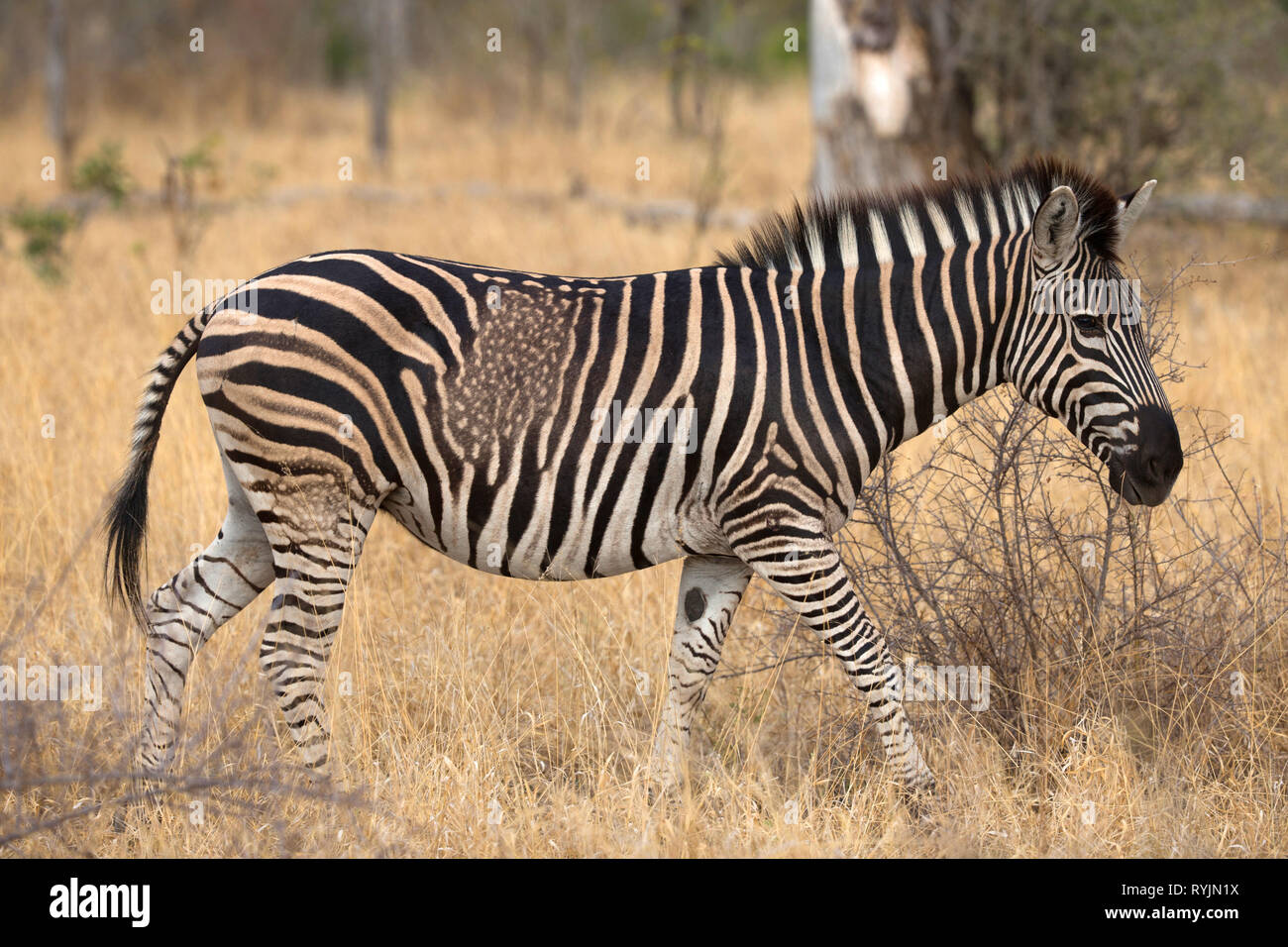 Zebra (Equus burchelli).   Kruger National Park. South-Africa. Stock Photo