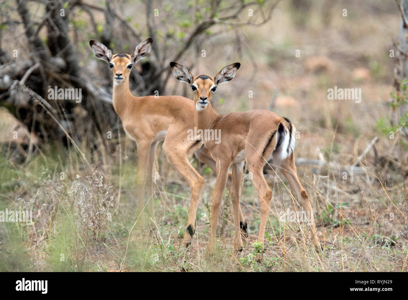 Female greater kudu.  Kruger National Park. South-Africa. Stock Photo