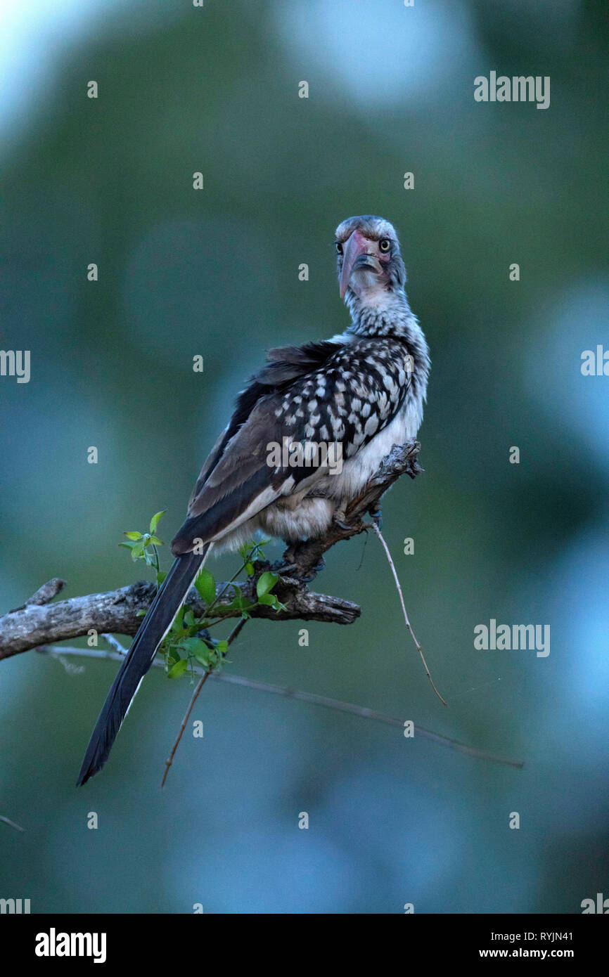 Hornbill  ( Bucerotidae ) on tree.  Kruger National Park. South-Africa. Stock Photo