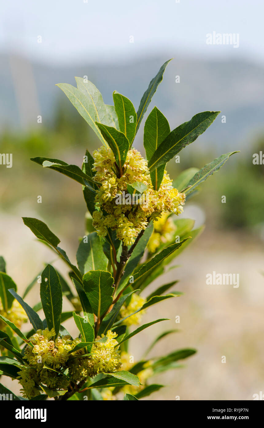 Bay laurel (Laurus nobilis) branch, flowering, Spain. Stock Photo