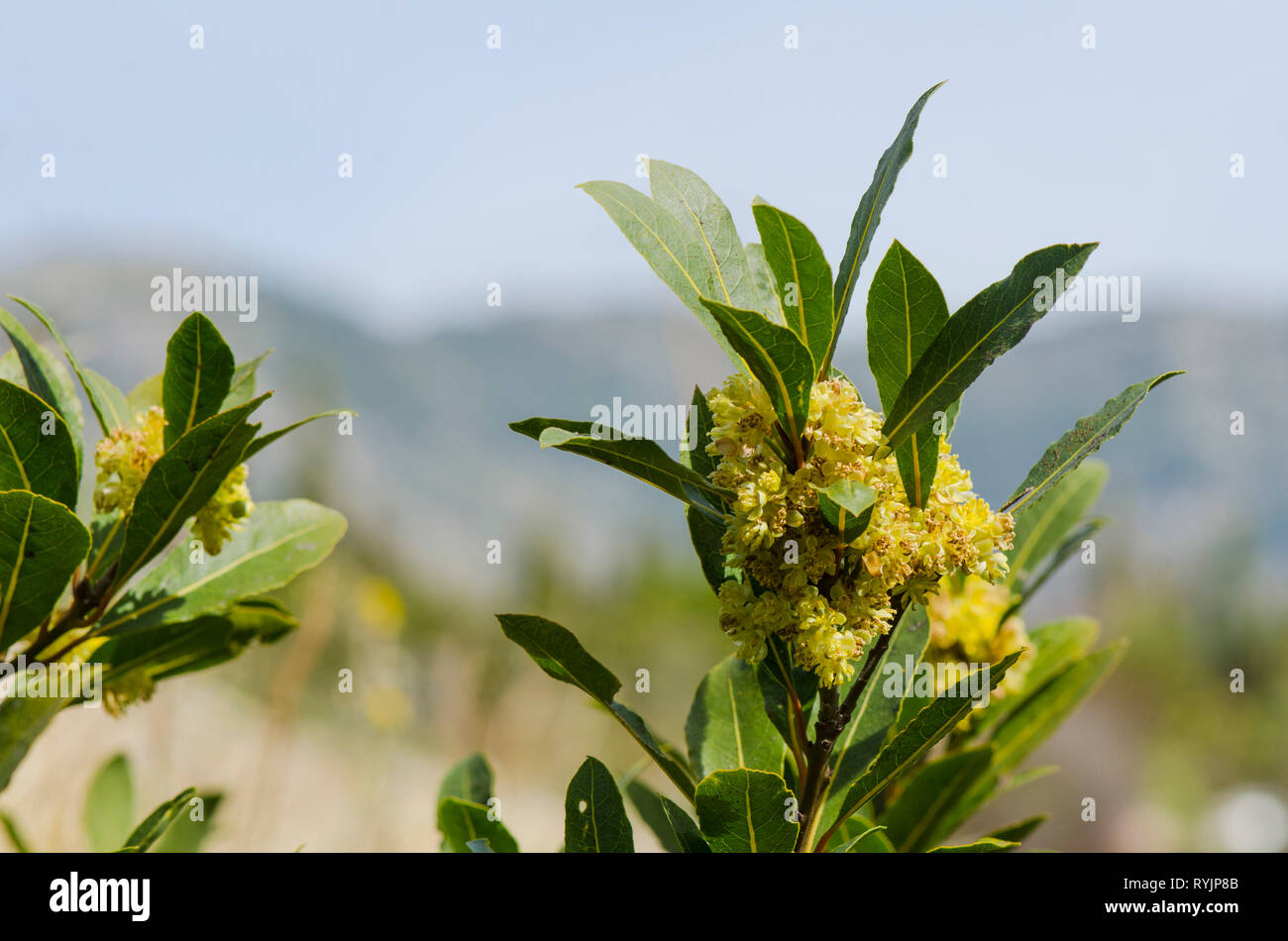 Bay laurel (Laurus nobilis) branch, flowering, Spain. Stock Photo