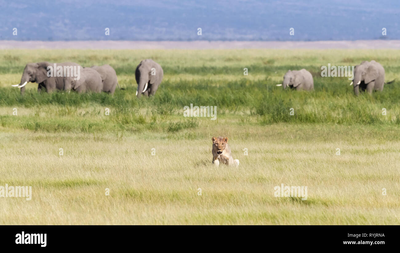 Young adult lioness in the lush green grasslands of Amboseli National Park, Kenya. A herd of elephants are walking behind her against the foothills of Stock Photo