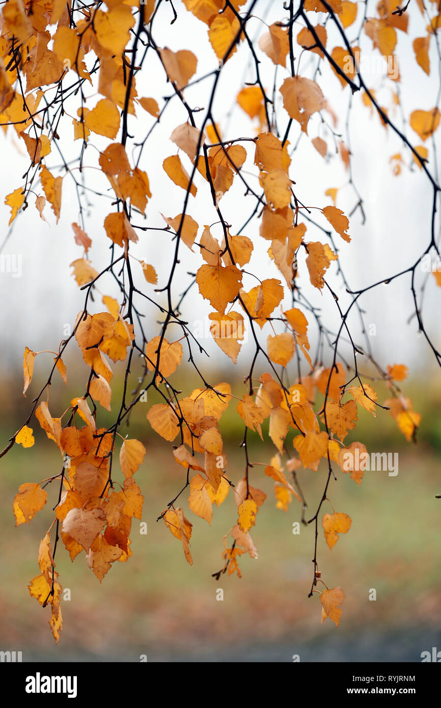 Leaves tree hi-res stock photography and images - Alamy