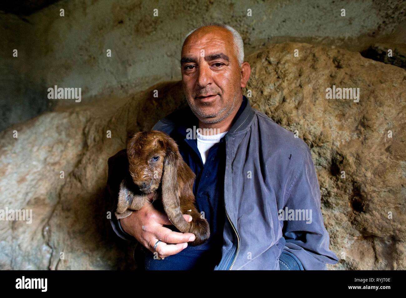 Disabled Abed Alsalahm Mohammed Abed Mahdi Khamaiseh received an interest-free U.S.$4000 loan from ACAD finance to raise cattle in Taffoh, West Bank, Stock Photo