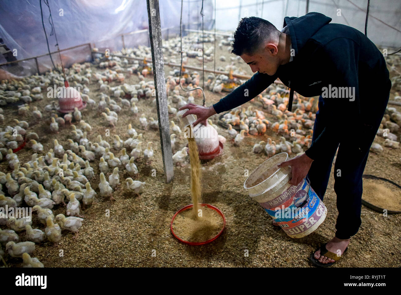 Qais Mahmoud Adel Mahmoud's poultry farm in Beit Imrine, West Bank, Palestine, financed by a loan from ACAD Finance. Stock Photo