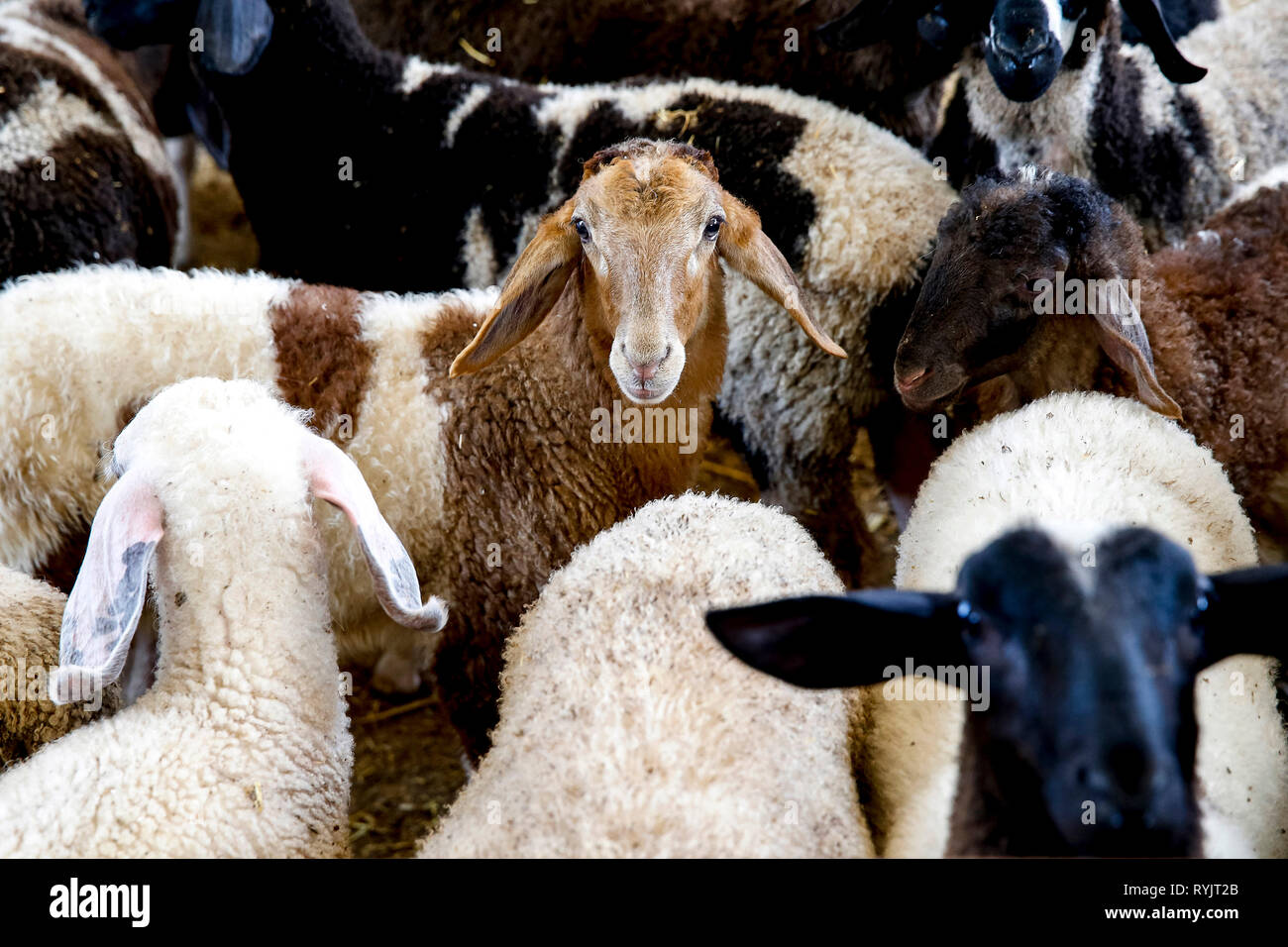 Agricultural cooperative in Beit Furik, West Bank, Palestine, co-financed by a loan from ACAD Finance. Sheep. Stock Photo