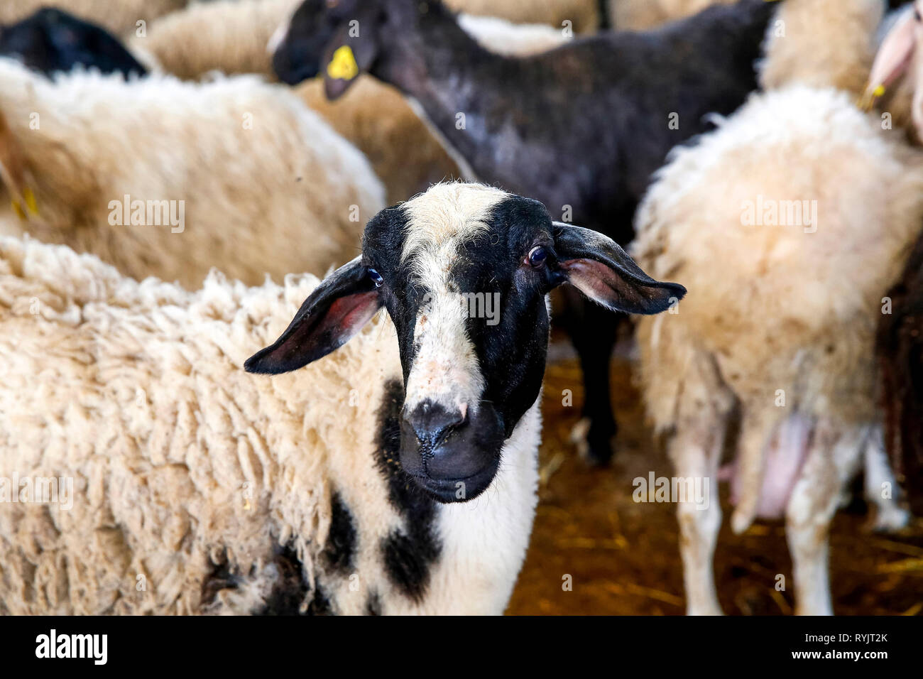 Agricultural cooperative in Beit Furik, West Bank, Palestine, co-financed by a loan from ACAD Finance. Sheep. Stock Photo