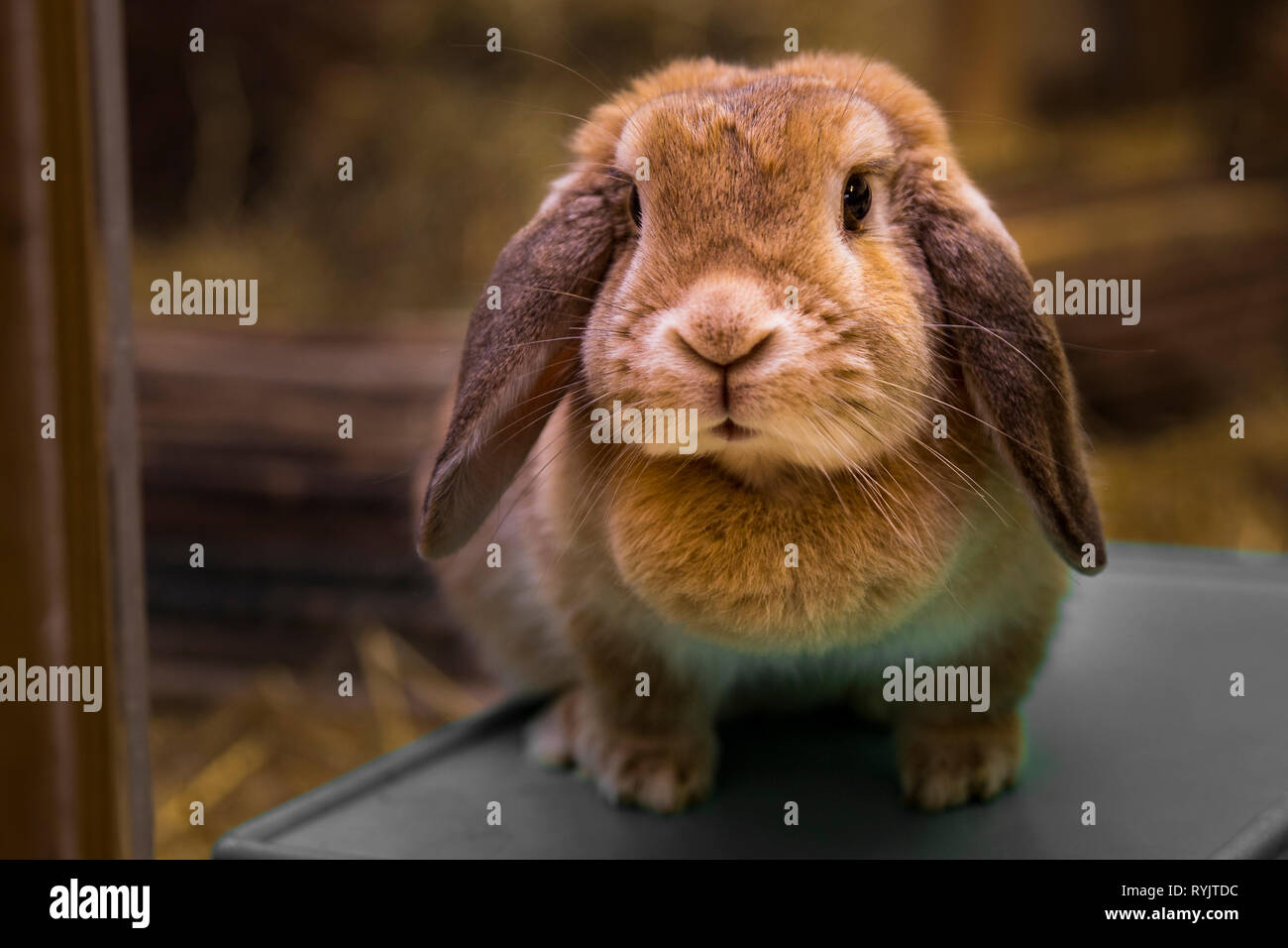 Little brown  Bunny Stock Photo