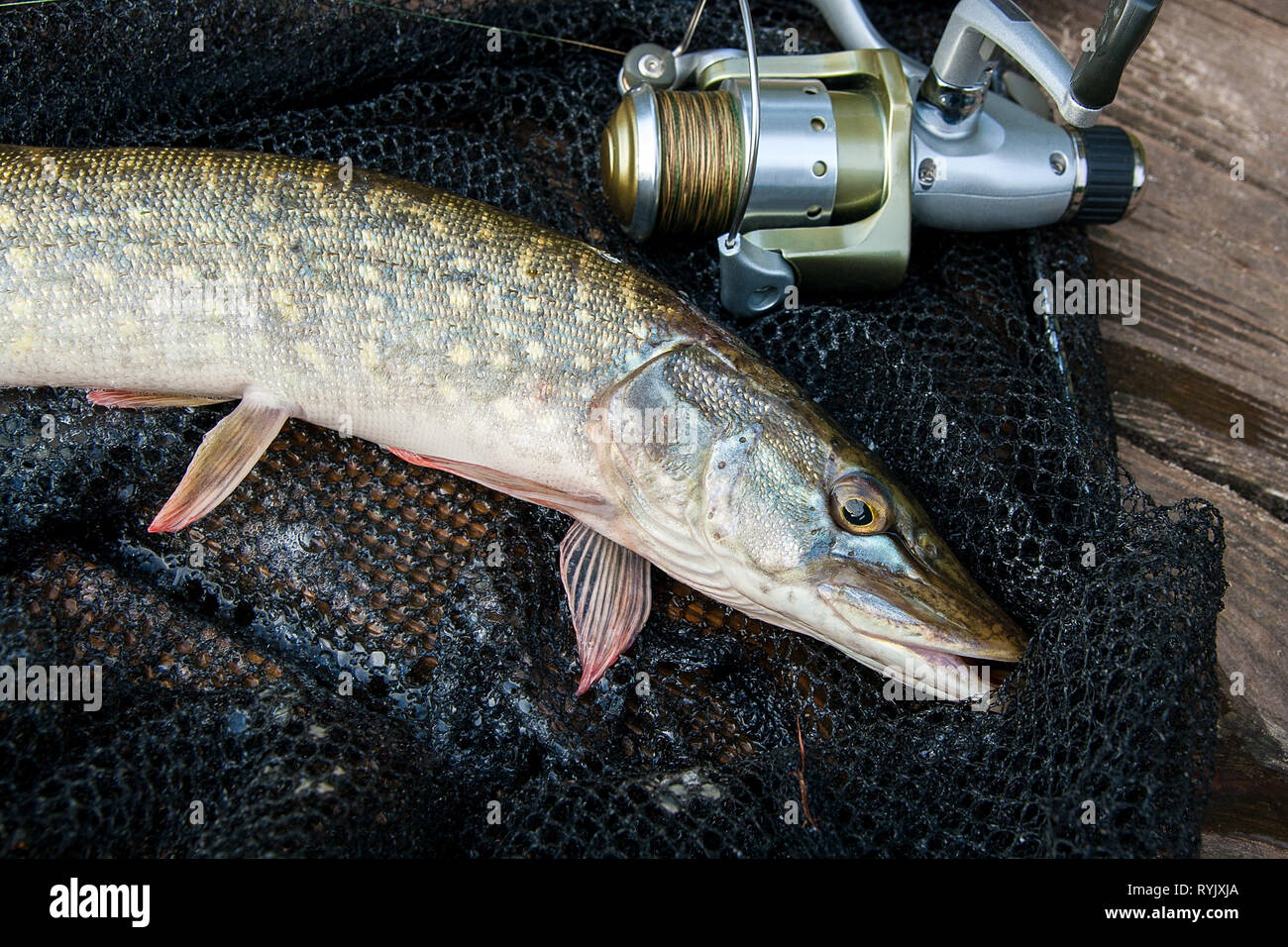 https://c8.alamy.com/comp/RYJXJA/freshwater-northern-pike-fish-know-as-esox-lucius-and-fishing-rod-with-reel-lying-on-black-fishing-net-fishing-concept-good-catch-big-freshwater-p-RYJXJA.jpg