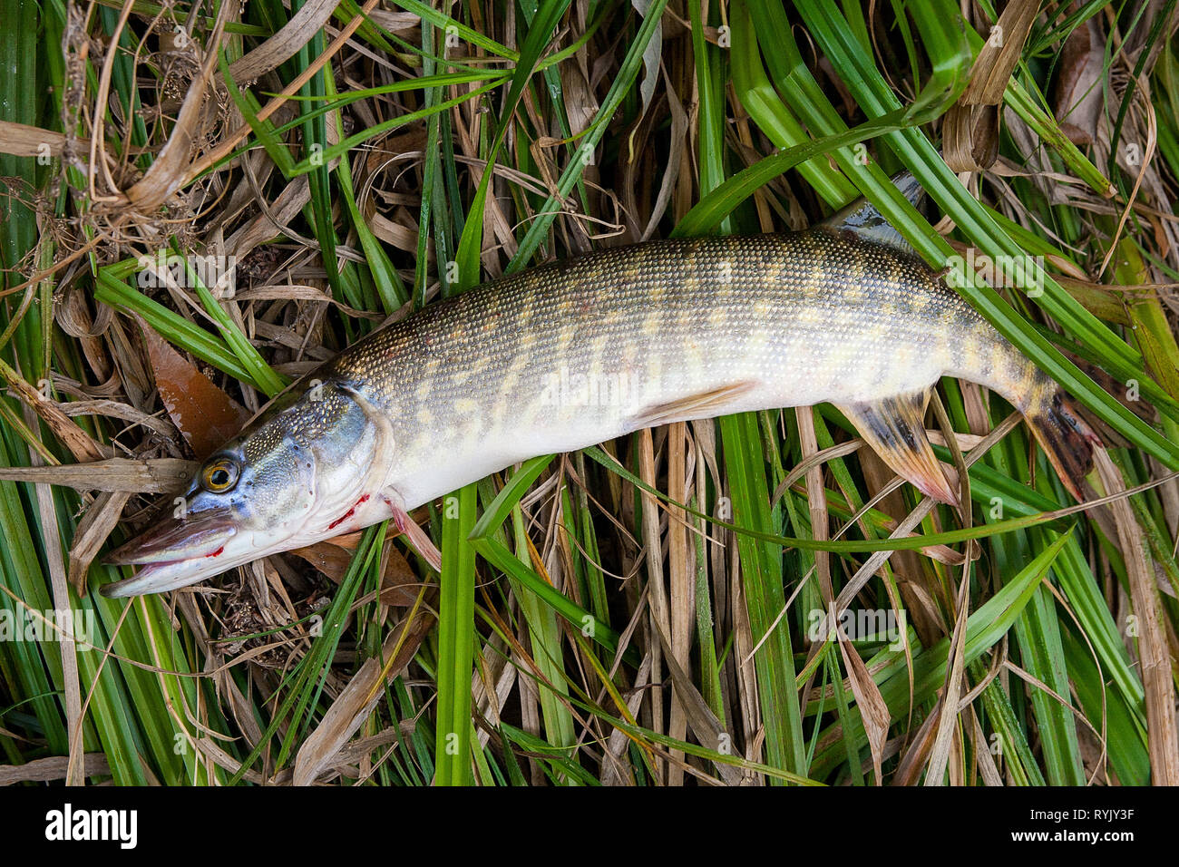 Freshwater Northern pike fish know as Esox Lucius lying on reed. Fishing  concept, good catch - big freshwater pike fish just taken from the water on  n Stock Photo - Alamy
