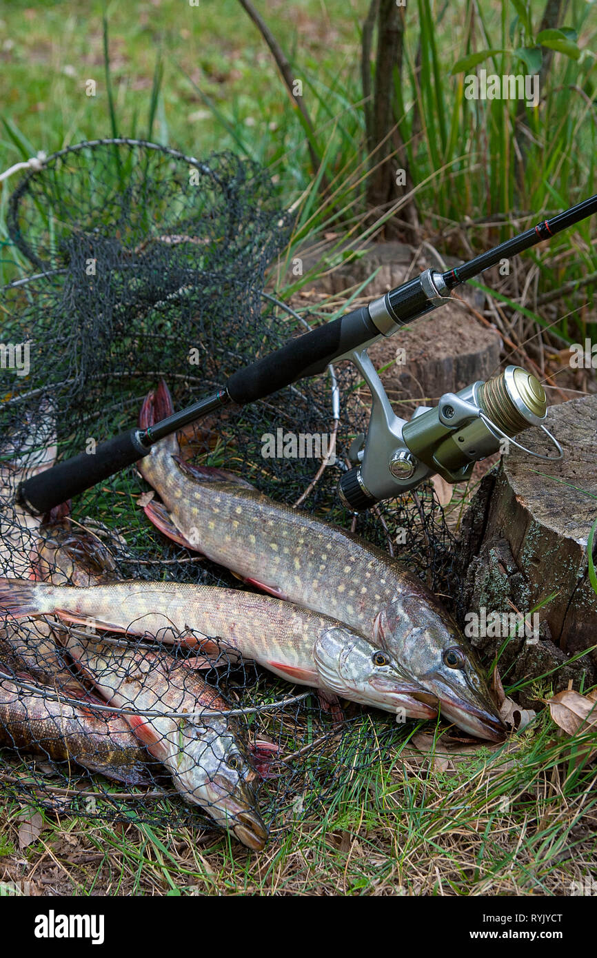 Fishing rod net hi-res stock photography and images - Page 33 - Alamy