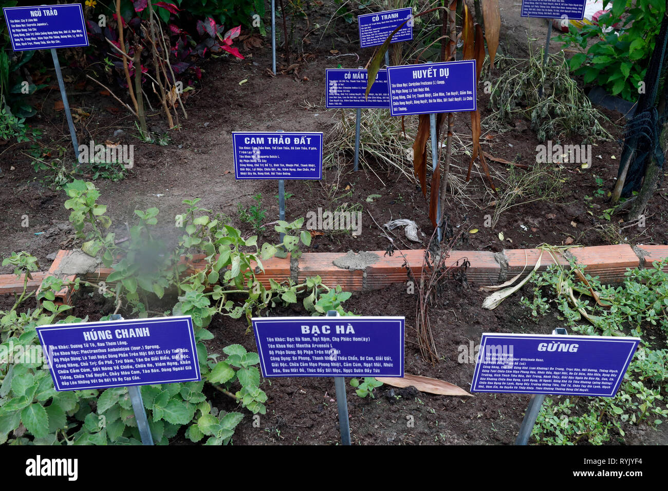 Vietnamese traditional medicine clinic.   Medicinal plants for chinese .  Cu Chi. Vietnam. Stock Photo