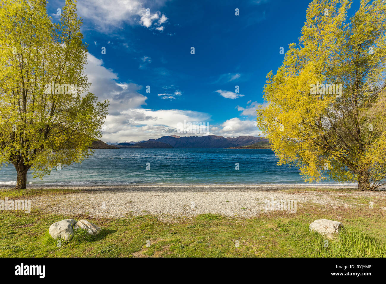 New Zealand landscape, Lake Wanaka, Glendhu Bay - lake and trees Stock Photo