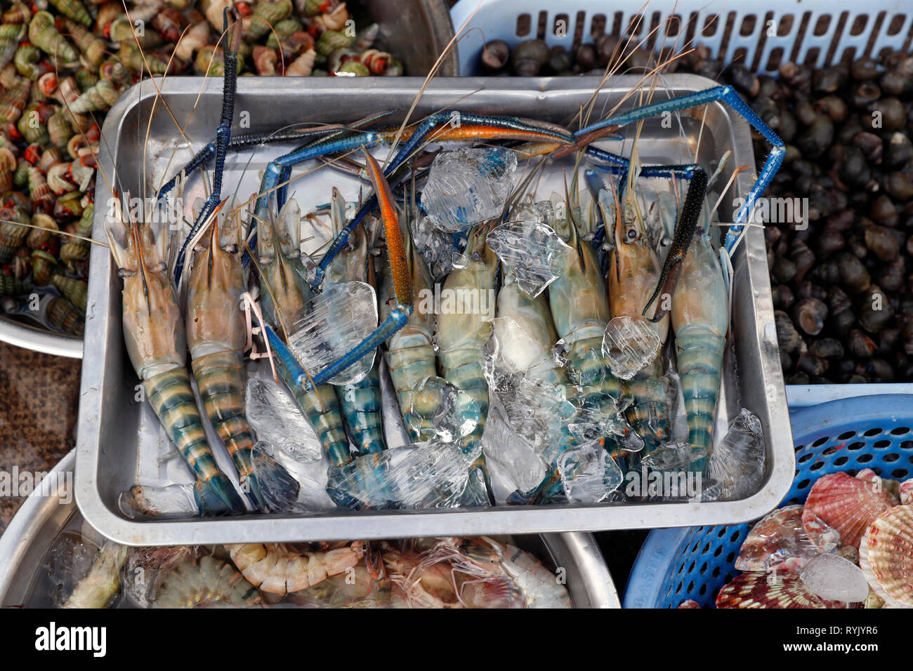 Fresh jumbo prawns for sale at market. Ho Chi Minh City. Vietnam Stock Photo Alamy
