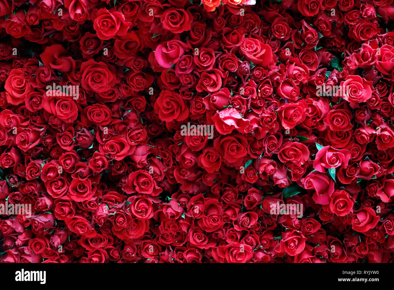 Fresh roses for sale at market stall. Dalat. Vietnam Stock Photo Alamy