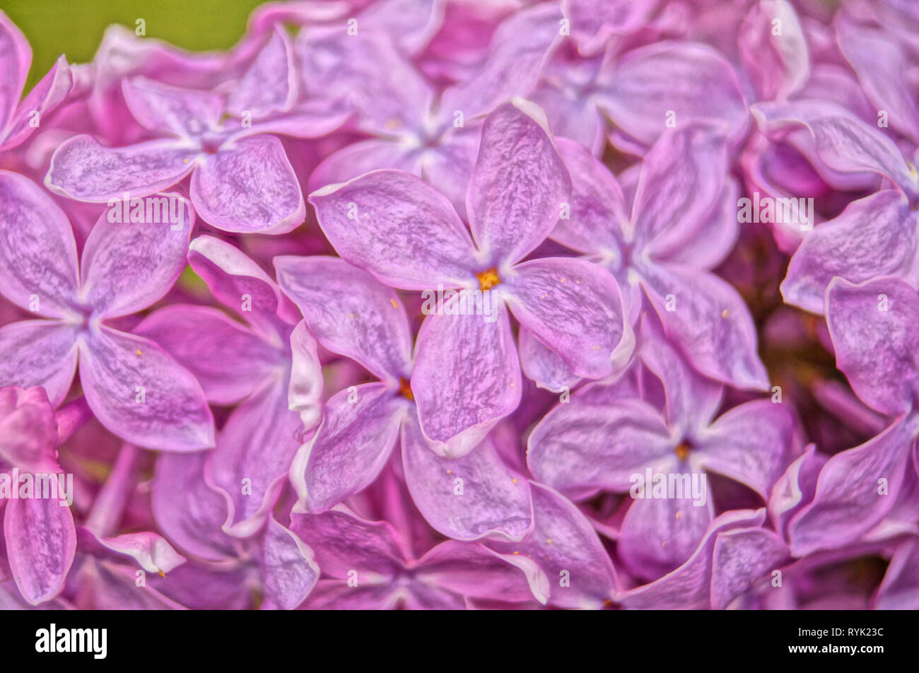 Lilac, purple and pink lilac flowers on a branch with green leaves on a