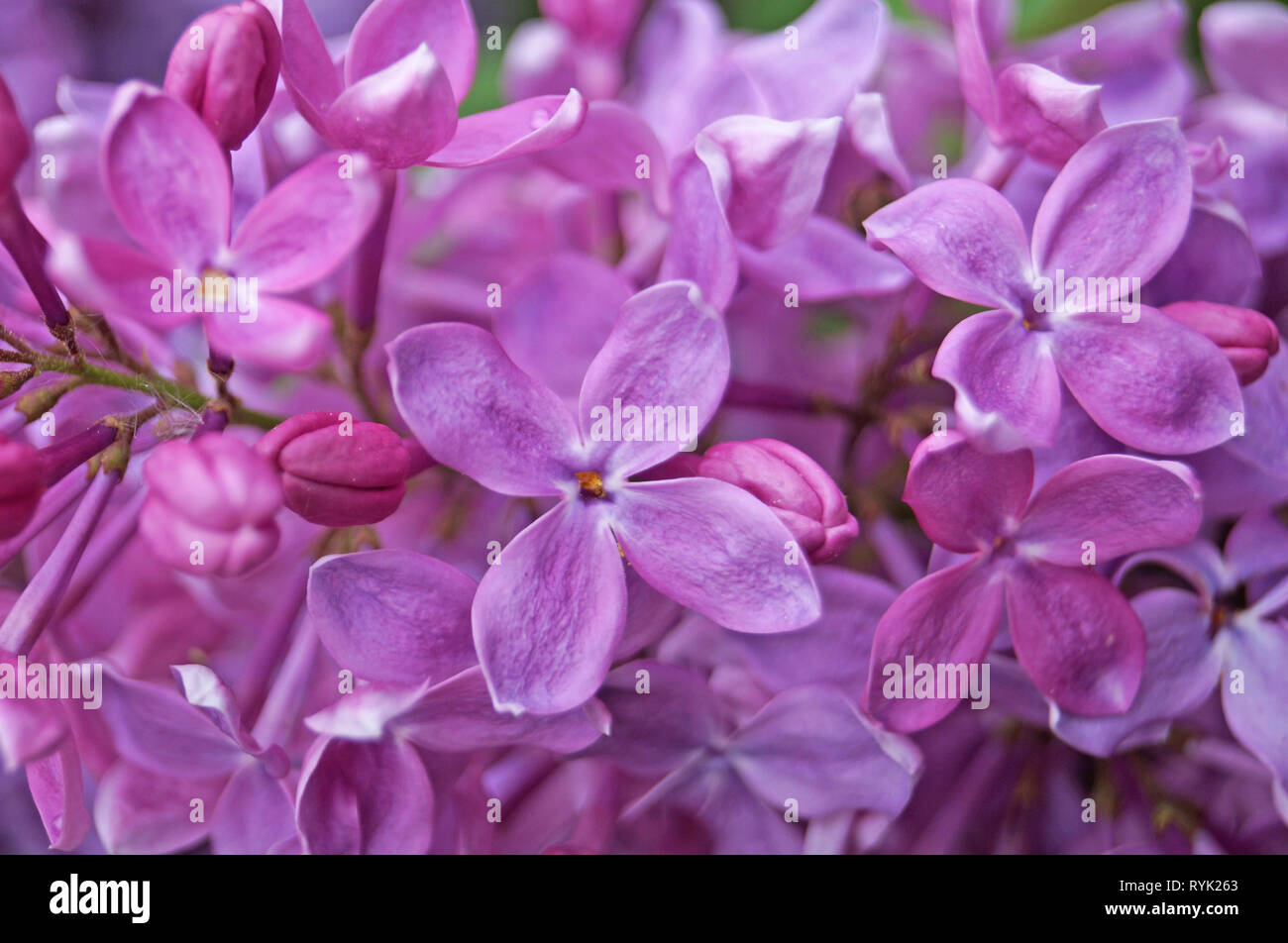 Lilac, purple and pink lilac flowers on a branch with green leaves on a