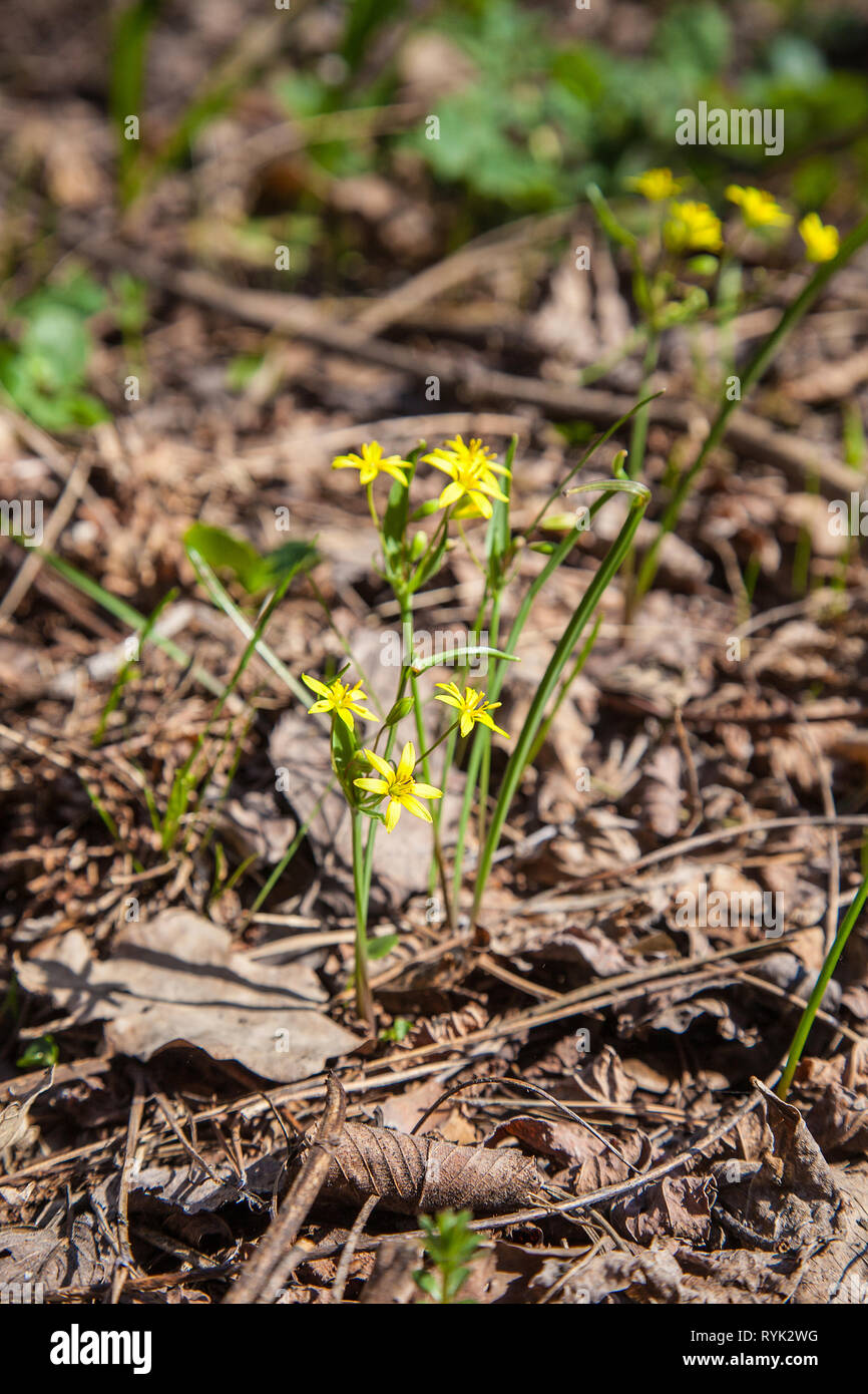 Gagea lutea, the Yellow Star-of-Bethlehem blooming in the spring forest. Gagea lutea is a genus of herbaceous bulbous plants of the Lily family (Lilia Stock Photo