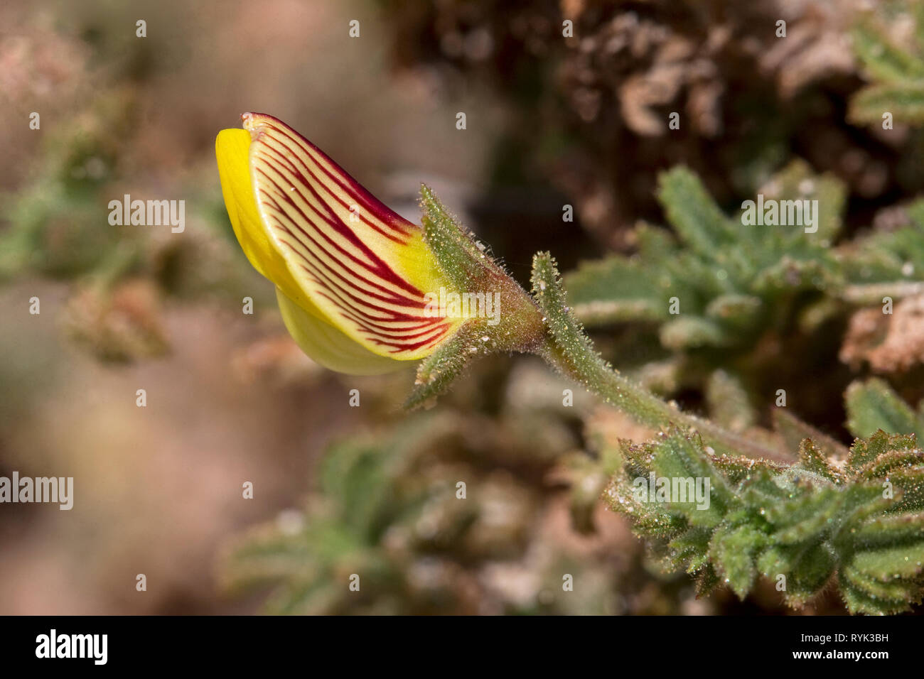 Yellow Restharrow species (Ononis hesperia aka? Ononis natrix hesperia) flower Stock Photo