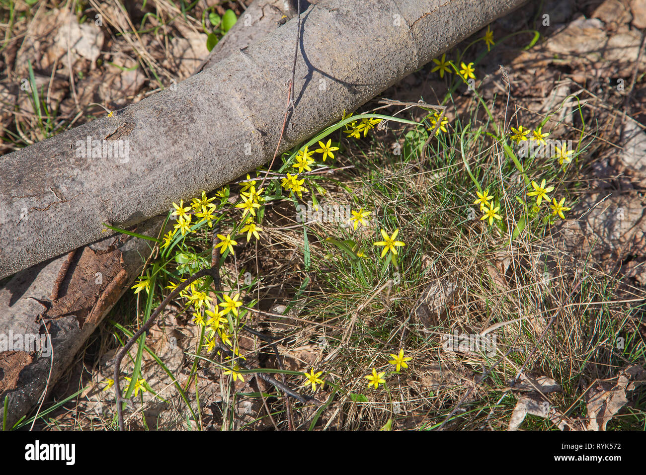 Gagea lutea, the Yellow Star-of-Bethlehem blooming in the spring forest. Gagea lutea is a genus of herbaceous bulbous plants of the Lily family (Lilia Stock Photo