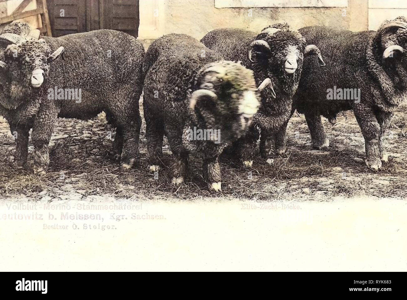 Shepherds in Germany, Sheep husbandry in Germany, Sheep in Germany, Leutewitz (Käbschütztal), 1901, Landkreis Meißen, Merino (breed), Leutewitz, Elite, Zucht, Böcke, Stammschäferei Stock Photo