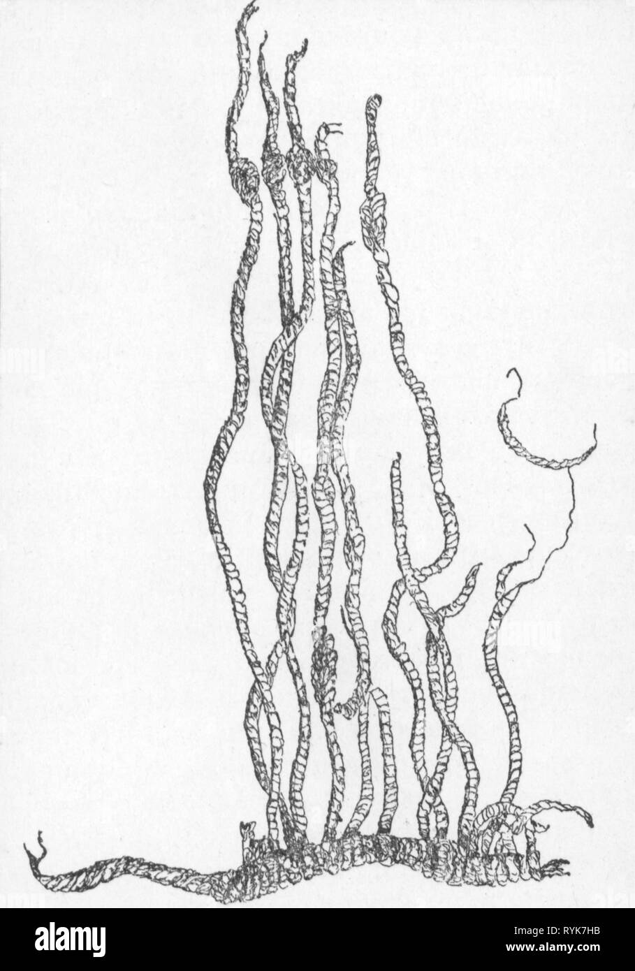 script, knot script (Quipu), South America circa 2500 BC - 1532 AD, knot cord, wood engraving, 19th century, Khipu, mail, post, transmission, transmissions, Inca, Peru, Caral, string, strings, knot, knots, archivings, electronic archiving, accounting, accounting and billing, communication, communications, , America, script, scripts, historic, historical, Artist's Copyright has not to be cleared Stock Photo