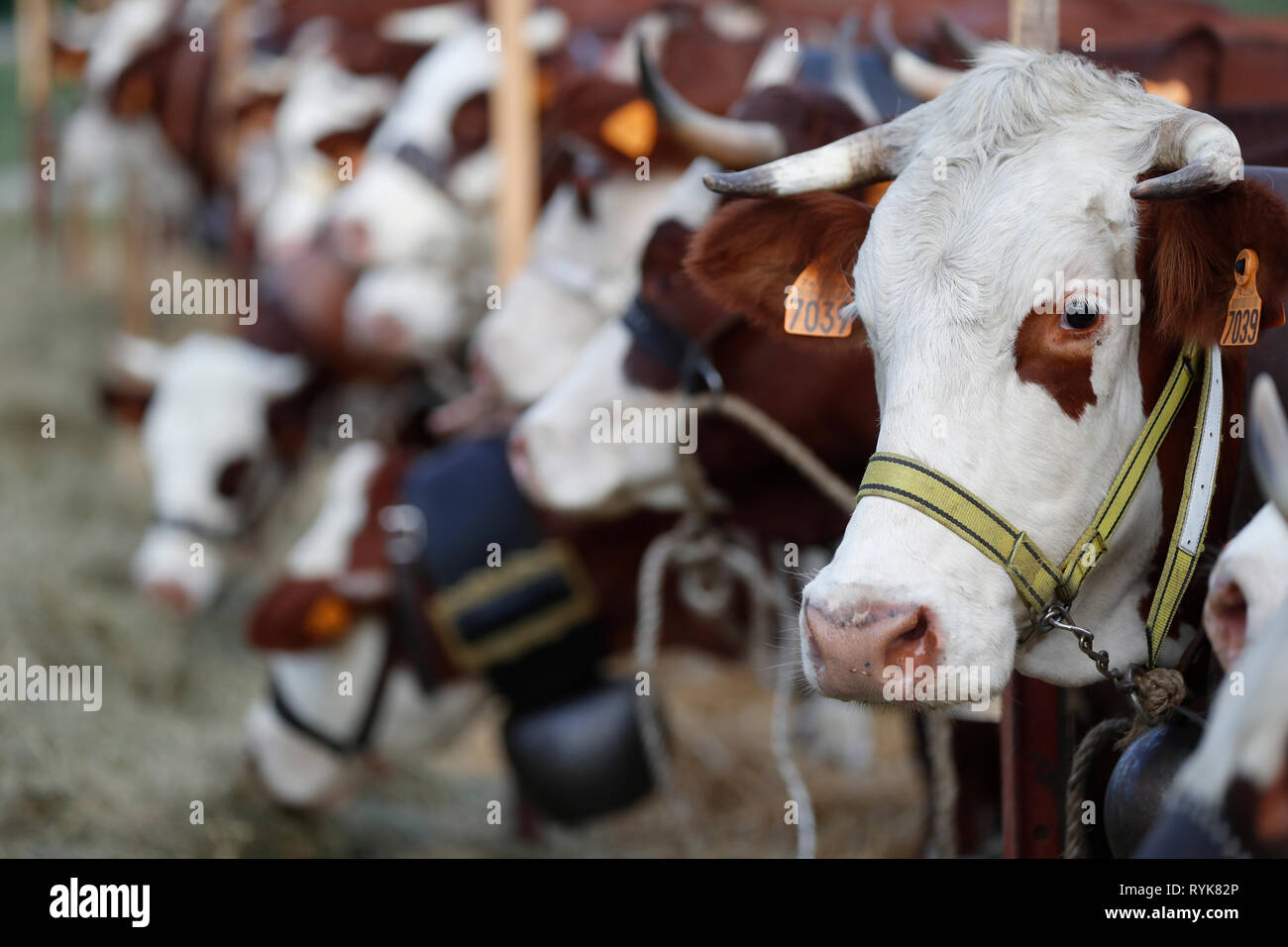 Abondance cow in the french Alps.  France. Stock Photo