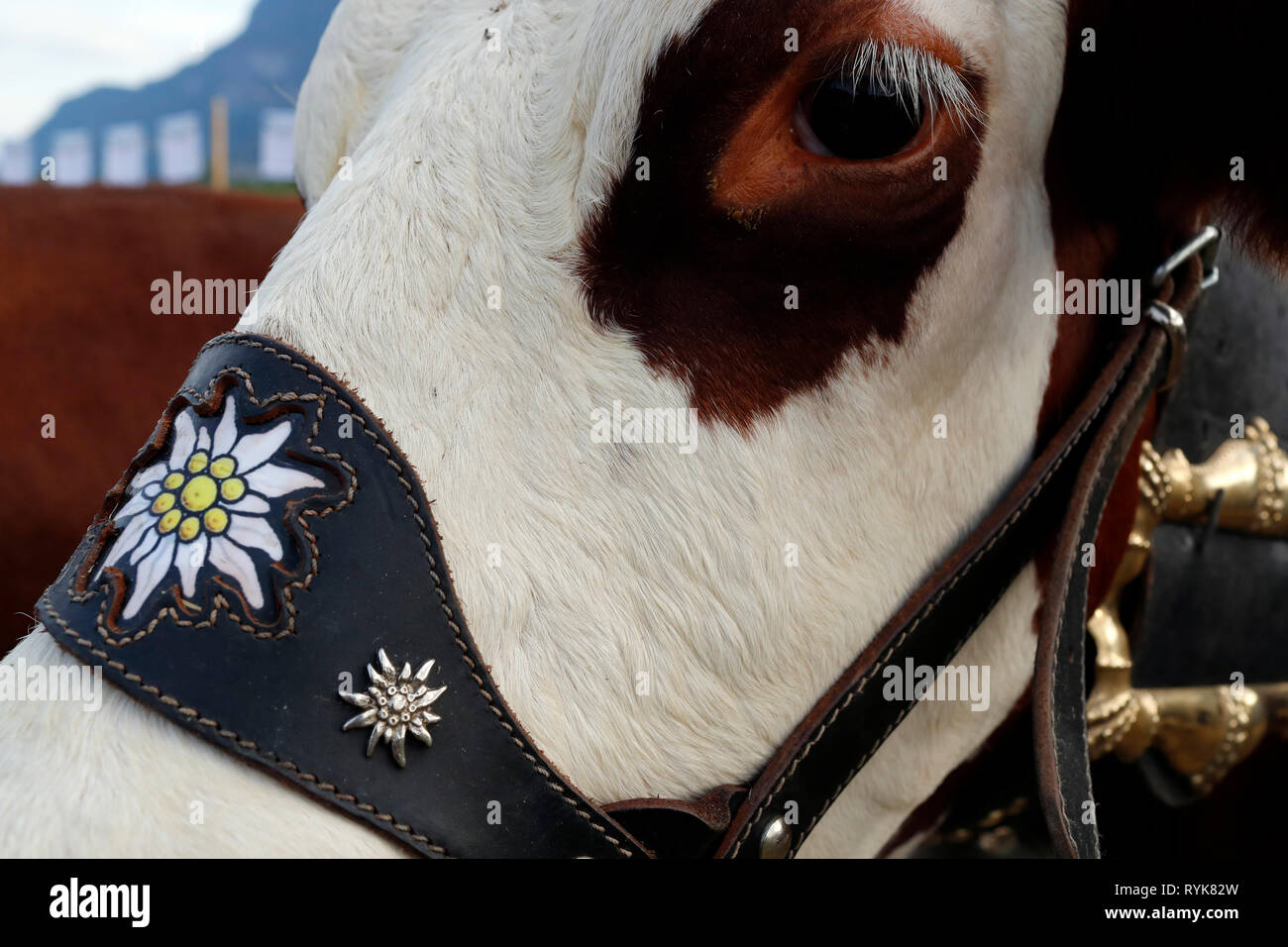 Abondance cow in the french Alps.  Close-up.  France. Stock Photo