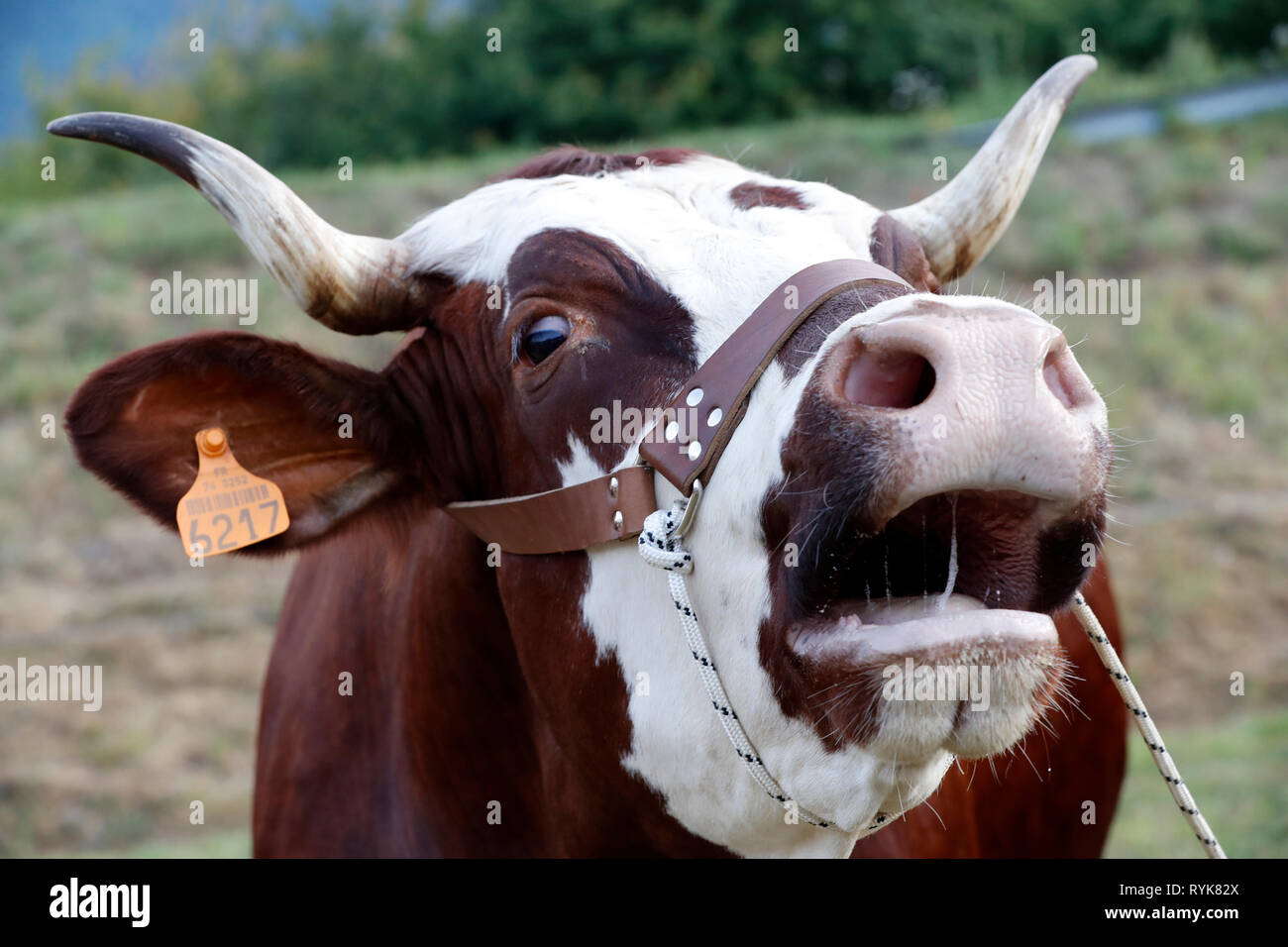 Abondance cow in the french Alps. France Stock Photo - Alamy