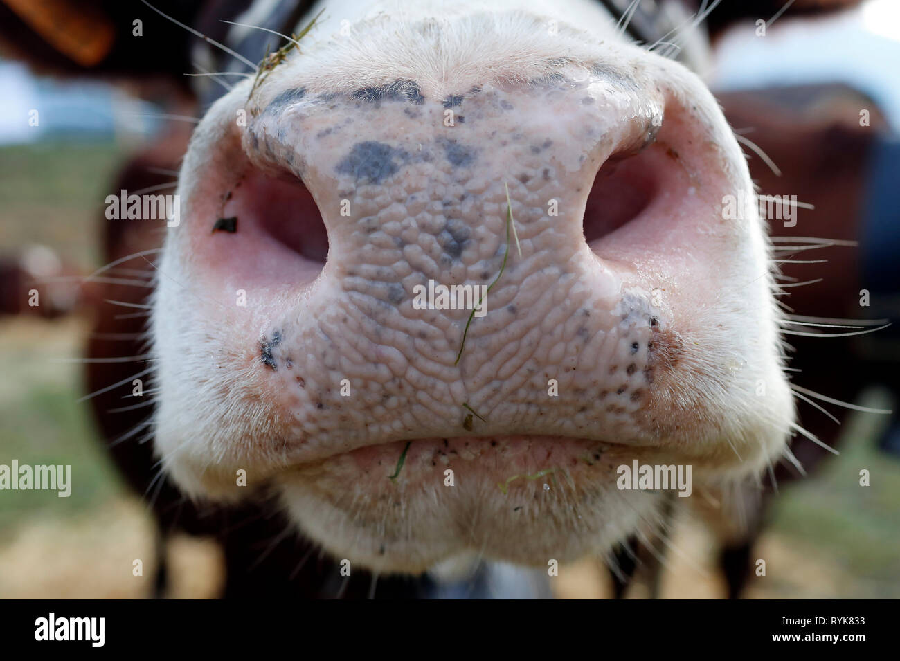 Abondance cow in the french Alps.  Close-up.  France. Stock Photo