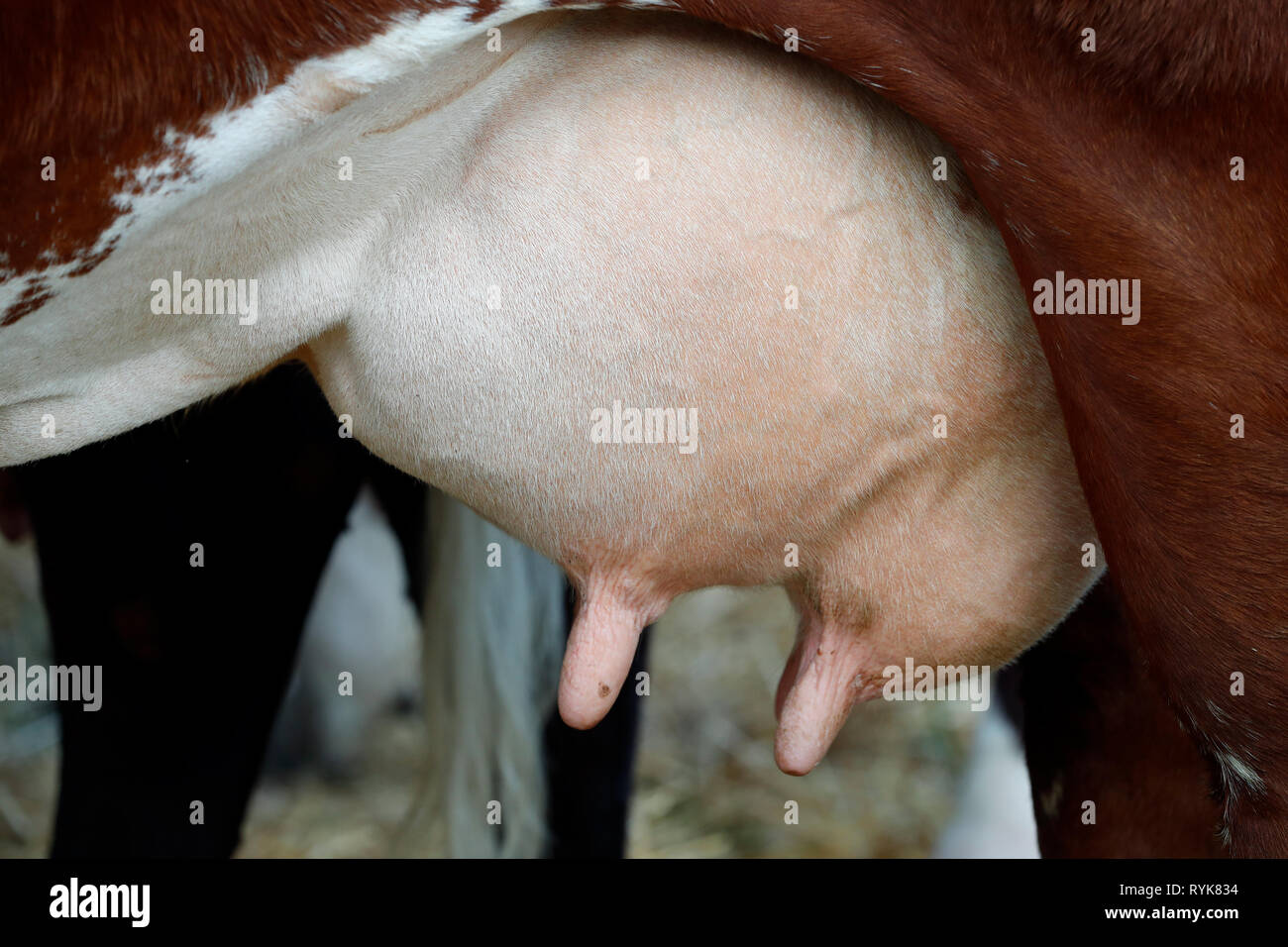 Abondance cow in the french Alps.  Udder. Close-up.  France. Stock Photo