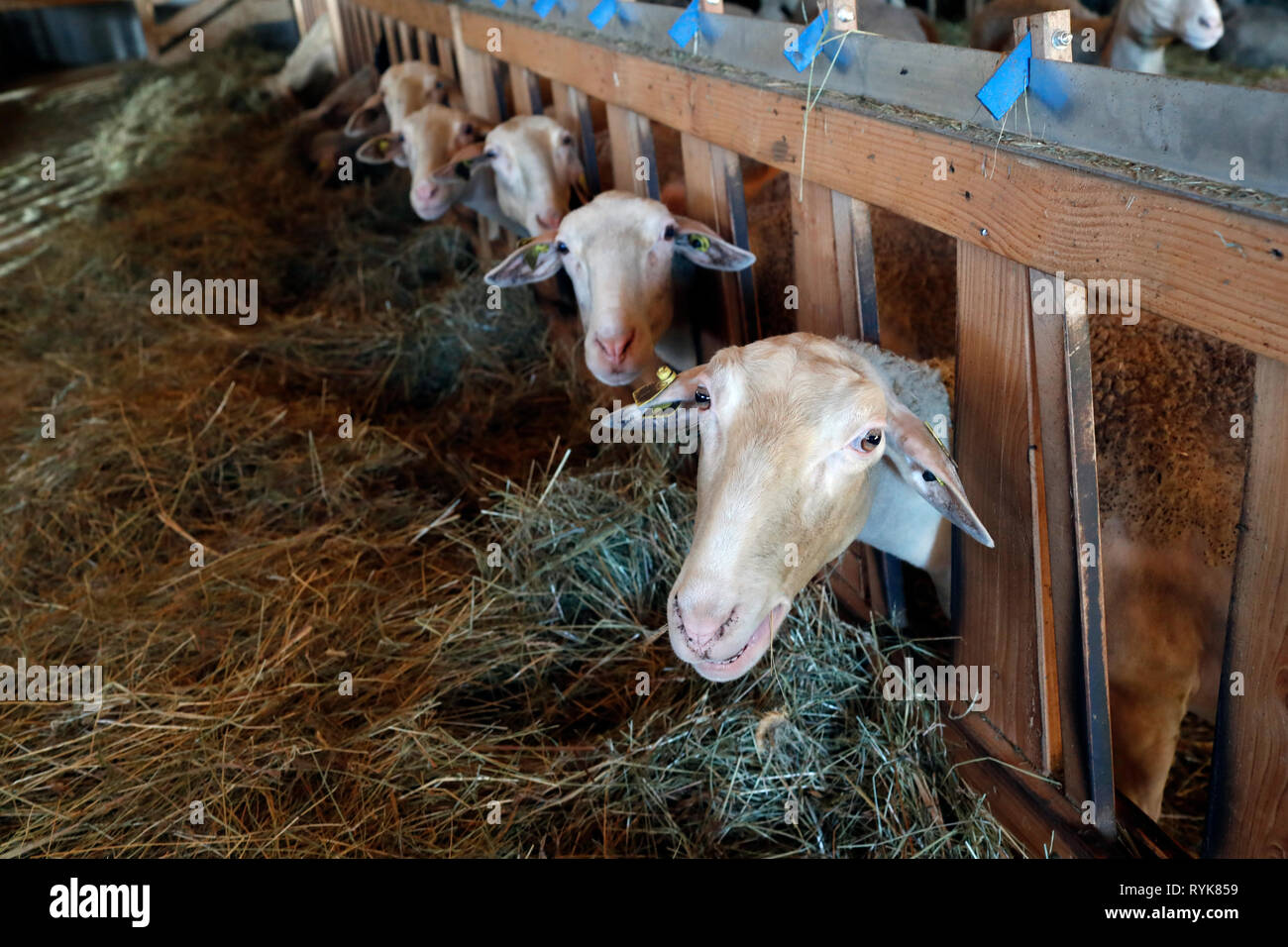 Traditional farm in the French Alps.  Goats in barn.  Marignier. France. Stock Photo