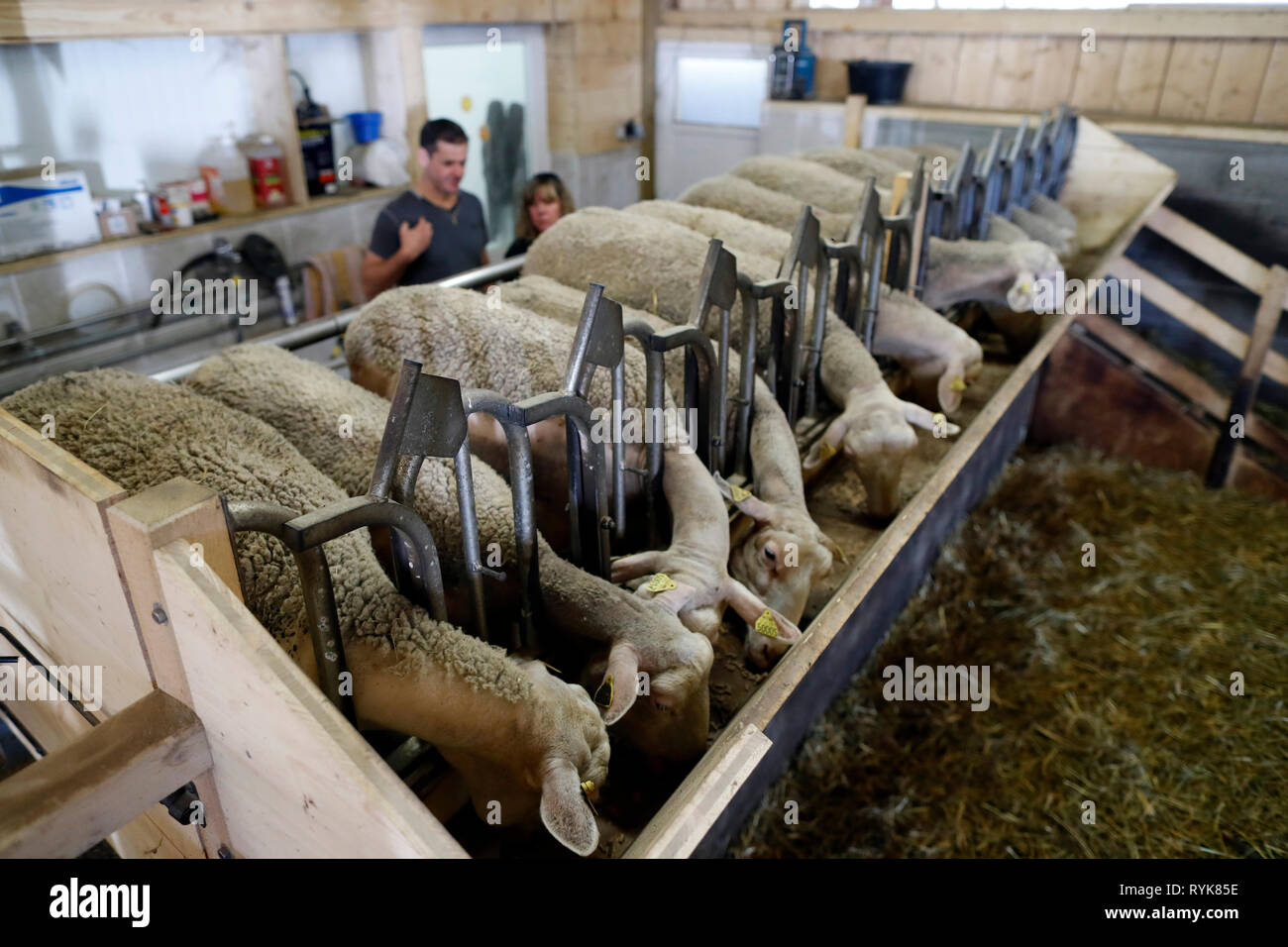 Traditional farm in the French Alps.  Goats in barn.  Milking station.  Marignier. France. Stock Photo