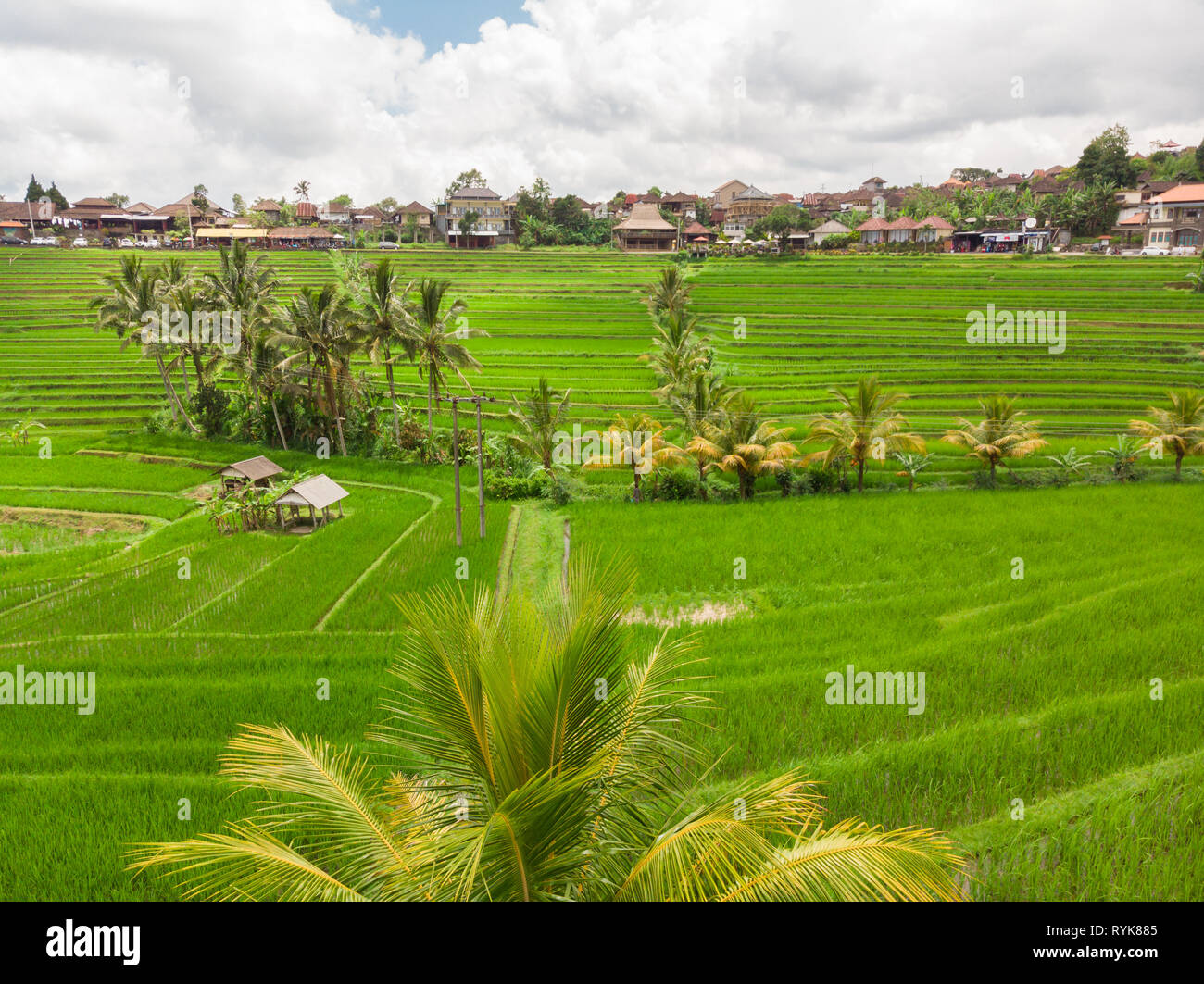 Jatiluwih rice terraces and plantation in Bali, Indonesia, with palm trees and paths. Stock Photo