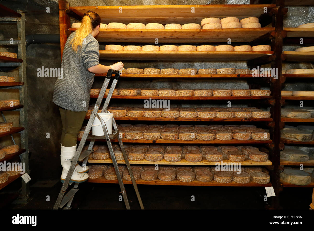 Artisanal Tomme cheese in refining in a traditional cellar.  Rognaix. France. Stock Photo